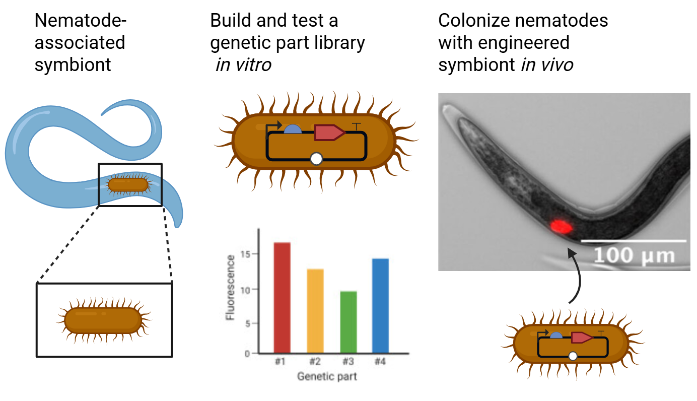 Left: a cartoon nematode containing an X. griffiniae (symbiont), with a closeup of the cartoon symbiont. Center: representation of a part plasmid inside the symbiont. Underneath is a bar graph with genetic part labeled #1–4 on the X-axis and fluorescence from 0 to 15 on the Y-axis. The four bar heights vary between about 10 and 16. Right: a microscopy image (100 µm scale) of a nematode containing the symbiont, which is fluorescing red. The cartoon schematic of the symbiont containing a part plasmid is underneath the image, with an arrow pointing from the cartoon to the red fluorescent symbiont in the image.