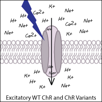 Cartoon of Excitatory WT ChR and ChR Variants. A protein channel in a cell membrane is illuminated by blue light, allowing H+, K+, and Na+ ions to enter the cell.