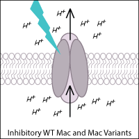 Cartoon of Inhibitory WT Mac and Mac Variants. A protein pump in a cell membrane is illuminated by blue-green light, pumping H+ ions out of the cell.