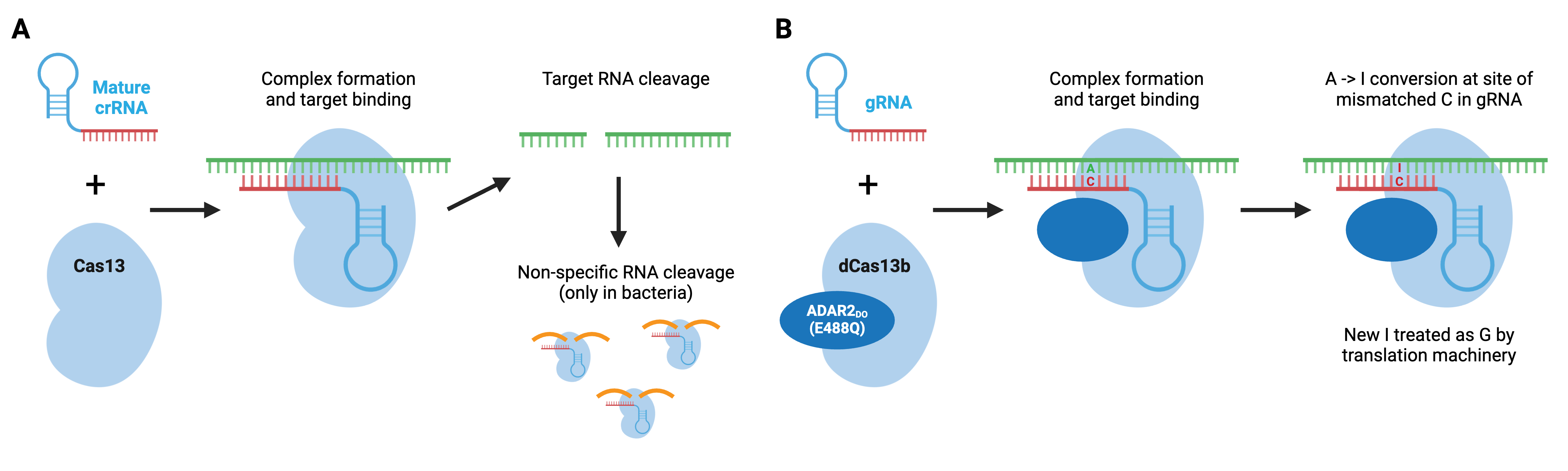 Schematics showing RNA editing with Cas13. The first shows mature crRNA, with a loop formed, and Cas13, form a complex and then bind to a single-stranded RNA target. The target RNA is cleaved into two strands; an arrow points to non-specific RNA cleavage by proteins which only happens in bacteria.   The second shows gRNA, with a loop formed and dCas13b bound to ADAR2do (E488Q), forming a complex and binding to single-stranded RNA. An A-I conversion happens at the site of mismatched C in gRNA, with a C-I pair shown. The new I is treated as G by the translation machinery.