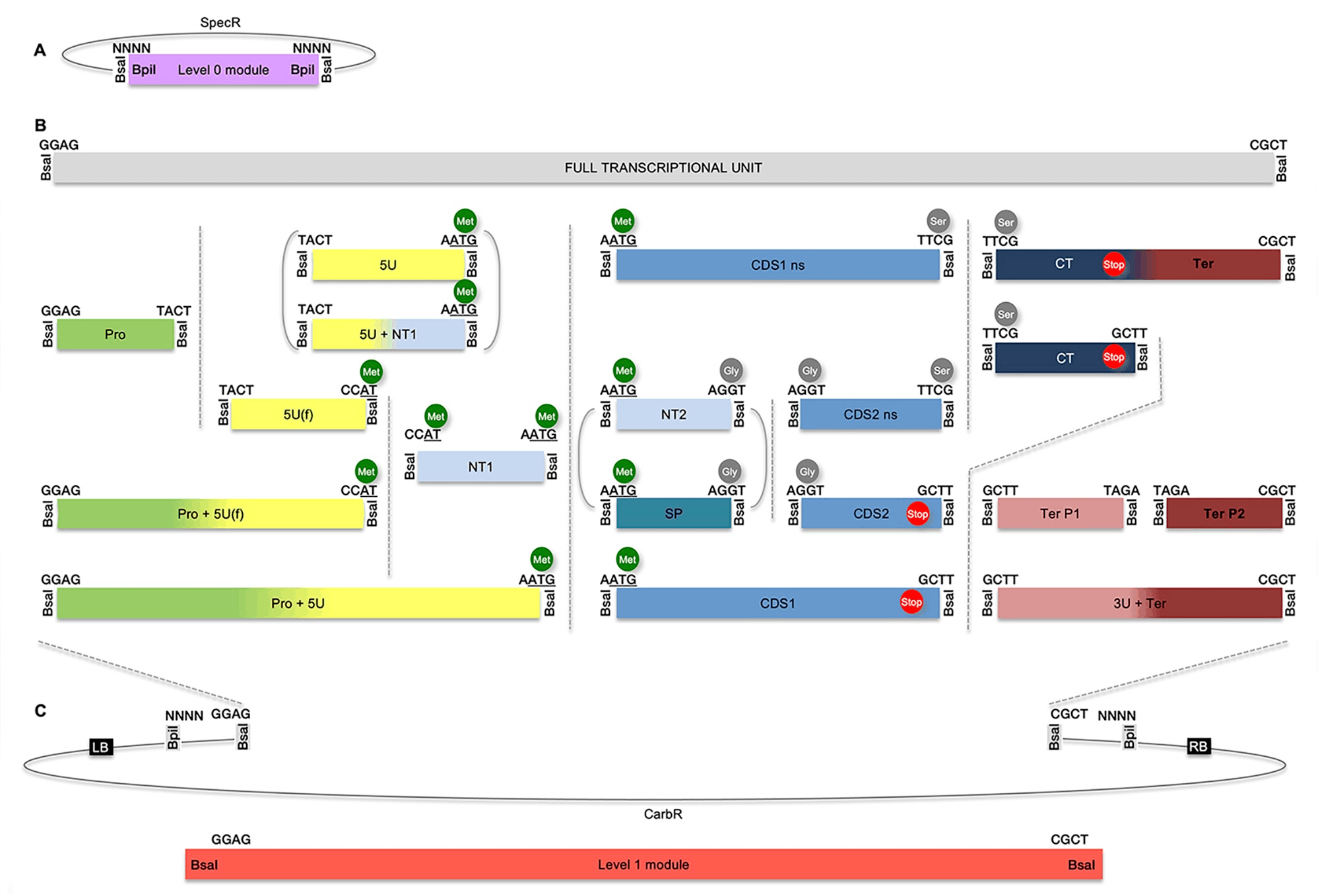 Part A shows a Level 0 module with 5’ and 3’ BpiI sites and NNNN overhangs as well as SpecR resistance. Part B shows a Full Transcriptional Unit with GGAG and CGCT 5’ and 3’ overhangs. Individual parts are shown below this in columns from left to right. In the first column, the “Pro” part has GGAG and TACT 5’ and 3’ overhangs. The “Pro + 5U(f)” part spans the first two columns and has GGAG and CCAT 5’ and 3’ overhangs. The “Pro + 5U” part spans the first three columns and has GGAG and AATG 5’ and 3’ overhangs. In the second column, the “5U(f)” part has TACT and CCAT (Met) 5’ and 3’ overhangs. Spanning half of the second and half of the third columns is the “5U” part with TACT and AATG (Met) 5’ and 3’ end sequences and the “5U + NT1” part with TACT and AATG (Met) 5’ and 3’ overhangs. In column three is the “NT1” part with CCAT (Met) and AATG (Met) 5’ and 3’ overhangs. In column four is the “CDS1 ns” part with AATG (Met) and TTCG (Ser) 5’ and 3’ overhangs spanning the fourth and fifth columns; and the “NT2” part with AATG (Met) and AGGT (Gly) 5’ and 3’ overhangs and the “SP” part with AATG (Met) and AGGT (Gly) 5’ and 3’ overhangs spanning the fourth column. Also spanning the fourth and fifth columns is the “CDS1” part with a 3’ Stop and AATG (Met) and GCTT 5’ and 3’ overhangs. In column five is the “CDS2 ns” part with AGGT (Gly) and TTCG (Ser) 5’ and 3’ overhangs and the “CDS2” part with a 3’ Stop and AGGT (Gly) and GCTT 5’ and 3’ overhangs.  Spanning column six and eight the “CT, Stop, Ter” part has TTCG (Ser) and CGCT 5’ and 3’ overhangs. The “CT, Stop” part has TTCG (Ser) and GCTT 5’ and 3’ overhangs. In column seven is the “Ter P1” part with GCTT and TAGA 5’ and 3’ overhangs. Spanning column seven and eight is the “3U + Ter” part with GCTT and CGCT 5’ and 3’ overhangs. In column eight is the “Ter P2” part with TAGA and CGCT 5’ and 3’ overhangs. These parts make up the Level 1 module in part C consisting, 5’ to 3’, of BsaI, GGAG, BpiI, NNNN, LB, CarbR, RB, NNNN, BpiI, CGCT, BsaI.