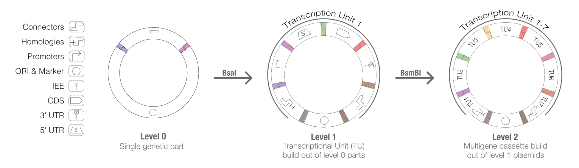 The level 0 vector contains a single genetic part. Multiple level 0 parts can be assembled into a complete transcriptional unit (TU) within a level 1 vector using BsaI restriction sites. The level 1 TU can then be assembled into a multigene cassette within a level 2 vector using BsmBI restriction sites. Components include connectors, homology regions, promoters, origins of replication (ORI) and selection markers, IEE, coding sequences (CDS), 3 prime untranslated regions (3 prime UTR), and 5 prime untranslated regions (5 prime UTR).