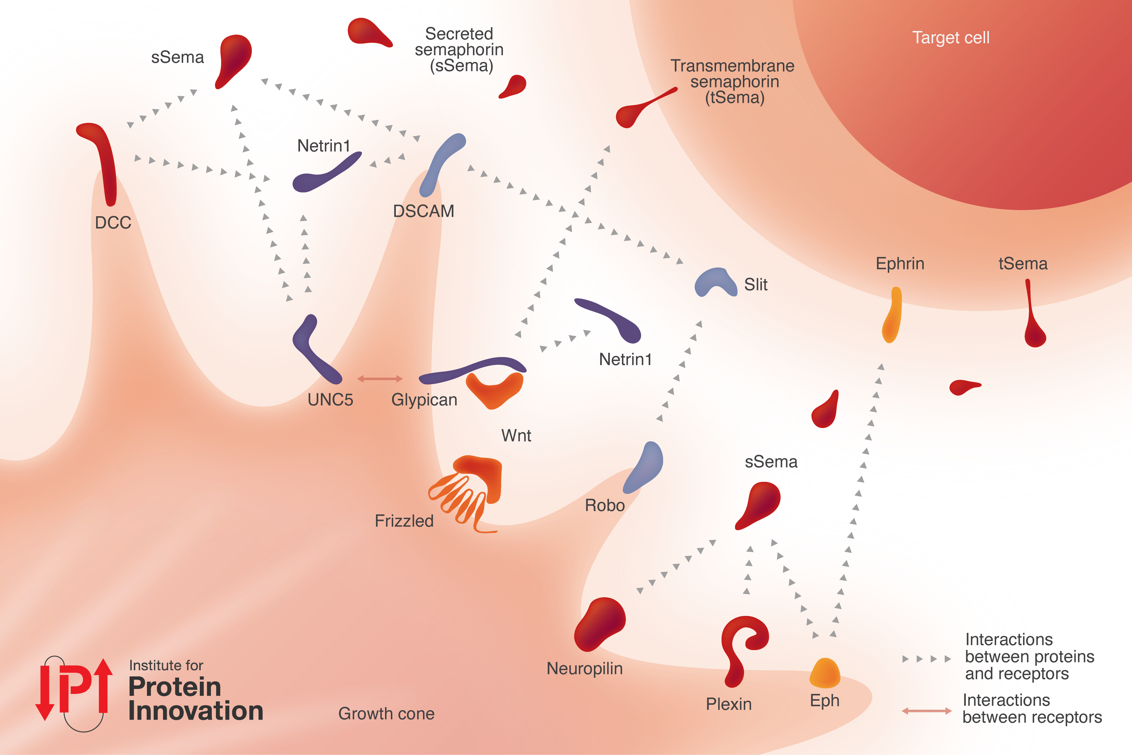 Schematic depicting major extracellular guidance molecules and their receptors. The growth cone membrane (left) contains receptors including DCC, UNC5, DSCAM, glypicans, Frizzled, Robo, neuropilin, plexin, and Eph. Secreted guidance cues such as semaphorins, netrin-1, Slit, and Wnt interact with these receptors, while transmembrane semaphorins and ephrins on target cells provide additional signals.