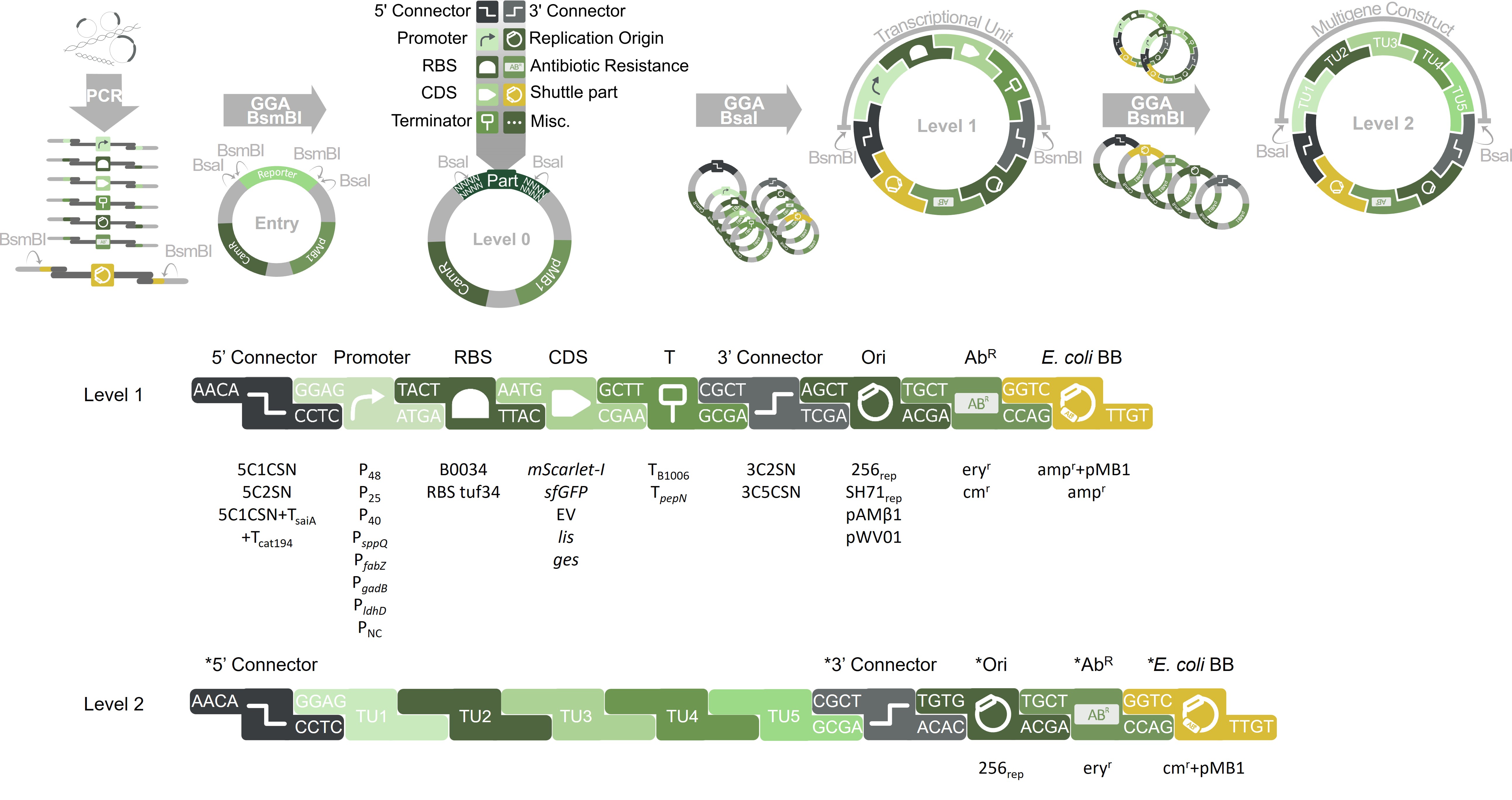 Overview of the steps to produce a Level 1 or Level 2 vector with the LbPlant Toolbox. First DNA fragments are amplified by PCR with flanking BsmBI sites. These DNA fragments can be promoters, RBS, CDS, terminators, origin of replication, antibiotic resistances, 5' or 3' connectors, and more. Through restriction-ligation with BsmBI, these fragments can be cloned into Level 0 vectors containing chloramphenicol resistance and the pMB1 origin of replication. A combination of Level 0 vectors containing a diversity of these parts is used with BsaI to create a Level 1 vector, where a transcriptional unit is formed. The last step shows the use of several different Level 1 vectors and BsmBI to create a Level 2 vector containing up to five different transcriptional units. Below, is a closeup of a Level 1 and Level 2 construct. The order of elements and overhangs for the Level 1 sequence is: AACA, 5' connector, GGAG, promoter, TACT, RBS, AATG, CDS, GCTT, terminator, CGCT, 3' connector, AGCT, ori, TGCT, antibiotic resistance, GGTC, and E. coli BB. The four base pair overhangs flanking each element match, and some examples are given for each element. For 5' connectors, examples are 5C1CSN, 5C2SN, and 5C1CSN+TsaiA+TsaiA. For promoters, examples are P48, P25, P40, PsppQ, PfabZ, PgadB, PldhB, and PNC. For RBS, examples are B0034, and RBS tuf34. For CDS, examples are mScarlet-I, sfGFP, EV, lis, and ges. For terminators, examples are TB1006, and TpepN. For 3' connectors, examples are 3C2SN, and 3C5CSN. For oris, examples are 256rep, SH71rep, pAMβ1, and pWV01. For antibiotic resistances, examples are erythromycin resistance and chloramphenicol resistance. For E. coli BB, examples are ampicillin resistance+pMB1, and ampicillin resistance. The order of elements and overhangs for the Level 2 sequence is: AACA, 5' connector, GGAG, transcriptional unit 1, transcriptional unit 2, transcriptional unit 3, transcriptional unit 4, transcriptional unit 5, CGCT, 3' connector, TGTG, ori, TGCT, antibiotic resistance, GGTC, and E. coli BB. The four base pair overhangs flanking each element match.