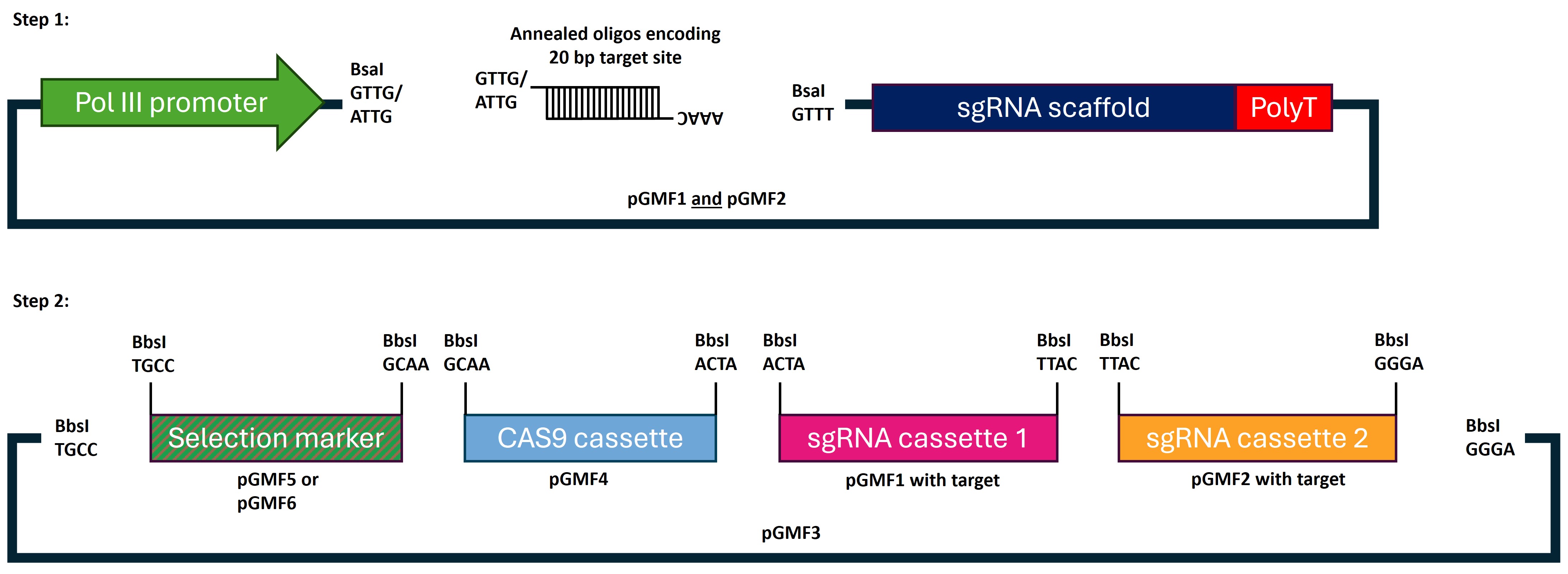 Schematic showing the two-step process of the ENABLE kit. Step 1 shows insertion of annealed oligos (sgRNA target sites) into pGMF1 and pGMF2 using Golden Gate cloning. pGMF1 and 2 contain a Pol III promoter, sgRNA scaffold, and PolyT stop signal. The sgRNA target sites are inserted between the promoter and scaffold, using compatible BsaI sites (GTTG/ATTG on the five prime of the target site, AAAC on the three prime of target site). Step 2 shows the creation of a complete plasmid using the pGMF3 backbone and Golden Gate cloning. This creates a plasmid with a selection marker (from pGMF5 or pGMF6), the Cas9 cassette (from pGMF4), sgRNA cassette 1 (From pGMF1), and sgRNA cassette 2 (from pGMF2). Compatible restriction sites (using BbsI) from left to right are TGCC, GCAA, ACTA, TTAC, and GGGA.