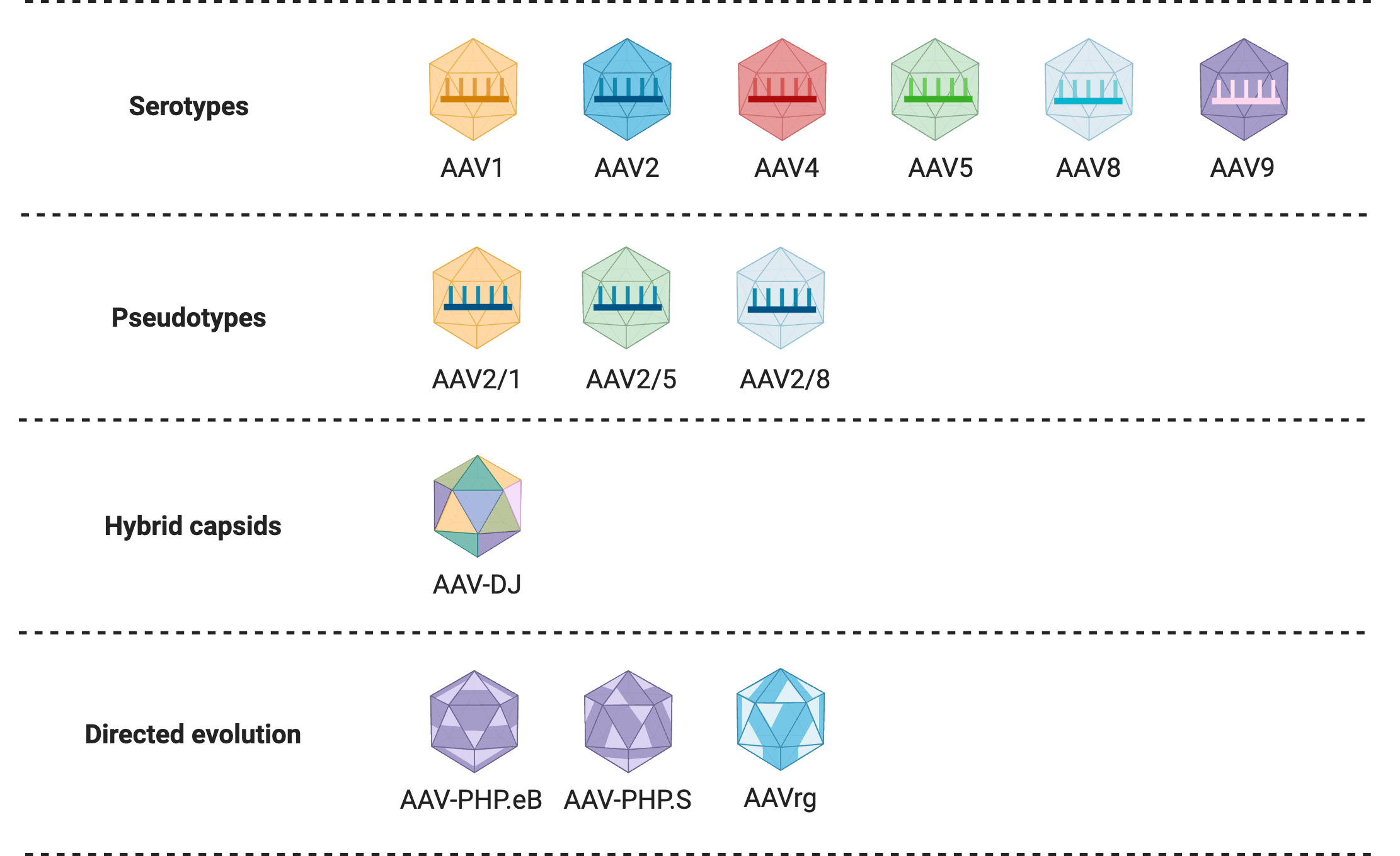 Table containing graphic representation of AAV serotypes, pseudotypes, hybrid capsids, and capsids constructed through directed evolution. In the serotype row, six icosahedral capsids are shown with a single stranded DNA molecule representing their genome in different colors. AAV1 is shown in red, AAV2 in yellow, AAV4 in green, AAV5 in teal, AAV8 in blue, and AAV9 in purple. In the pseudotype row, three icosahedral capsids are shown in yellow with DNA molecules of red, teal and blue colors inside representing AAV2/1, AAV2/5 and AAV2/8 pseudotypes. In the hybrid capsids row, an icosahedral capsid is shown with its triangular facets of multiple colors, and is labeled as AAV-DJ. In the directed evolution row, three icosahedral capsids are shown: two purple and one yellow, representing AAV-PHP.eB, AAV-PHP.S, and AAVrg, respectively. Small fragments of each facet of the icosahedrons are shown in a lighter color to represent localized mutations.