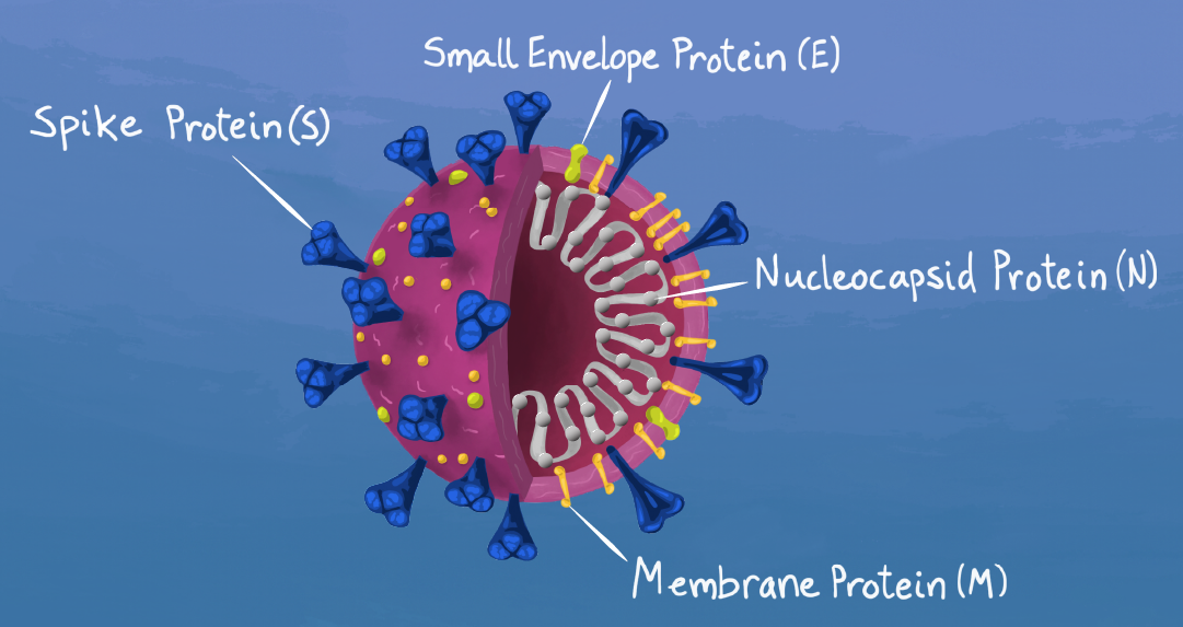 Cross-section of a single virion with all parts labeled (spike protein, S; small envelope protein, E; nucleocapsid protein, N; membrane protein, M)