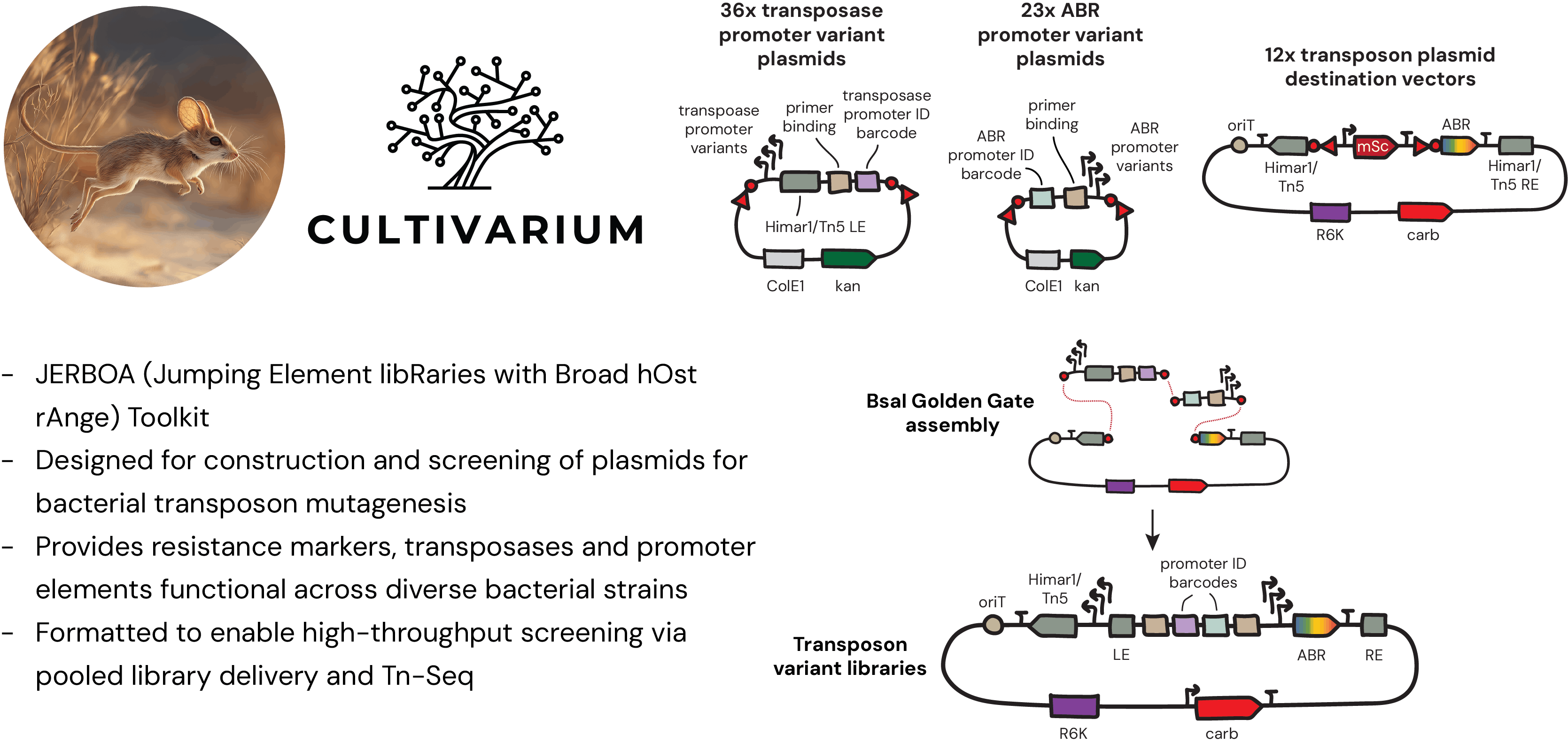 Schematics of kit plasmids and overview. The 36 transposase promoter variant plasmids contain ColE1, kan; and transposase promoter ID barcode, primer binding, and transposase promoter variants between in-built BsaI restriction enzyme cut sites and overhangs. The 23 ABR promoter variant plasmids contain ColE1, kan; and ABR promoter variant, primer binding, and ABR promoter ID barcode between in-built BsaI restriction enzyme cut sites and overhangs. The 12 transposon plasmid destination vectors contain mSc; and Himar1/Tn5, ori, R6K, carb, Himar1/Tn5 RE, and ABR between in-built BsaI restriction enzyme cut sites and overhangs. BsaI Golden Gate assembly allows the construction of single plasmids made up of a part between the cut sites from each of the three plasmid categories. The collection of different single plasmids form transposon variant libraries.