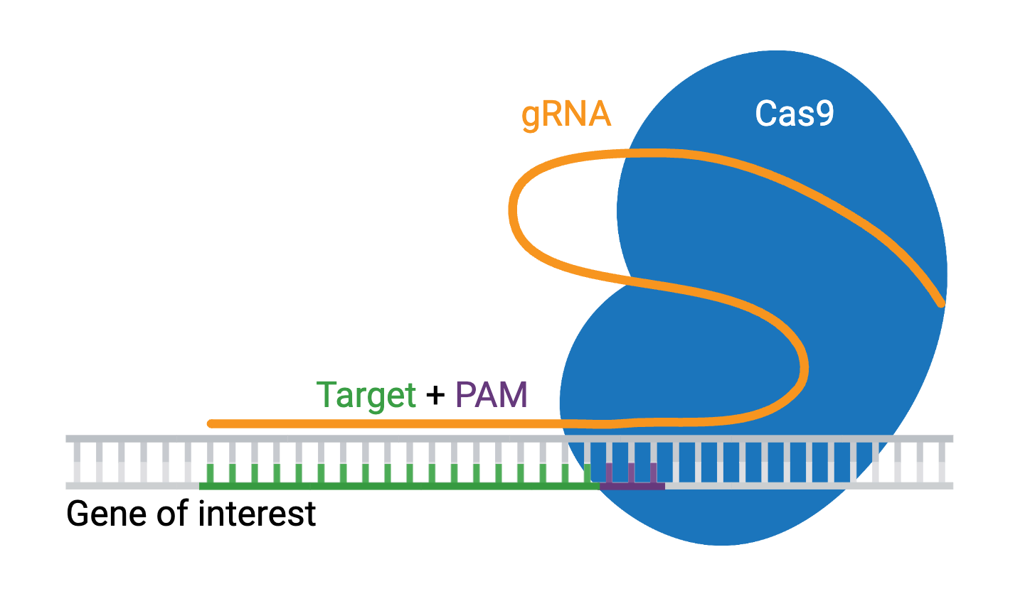 A schematic of CRISPR/Cas9. Cas9 is show bound to gRNA and double-stranded DNA. On the double-stranded DNA, the gRNA is bound to the target + PAM, and the gene of interest is labeled. Cas9 is bound to the PAM on the double-stranded DNA, which is right next to the gene of interest.
