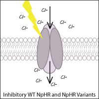 Cartoon of Inhibitory WT NpHR and NpHR Variants. A protein pump in a cell membrane is illuminated by yellow light, pumping Cl- ions into the cell.