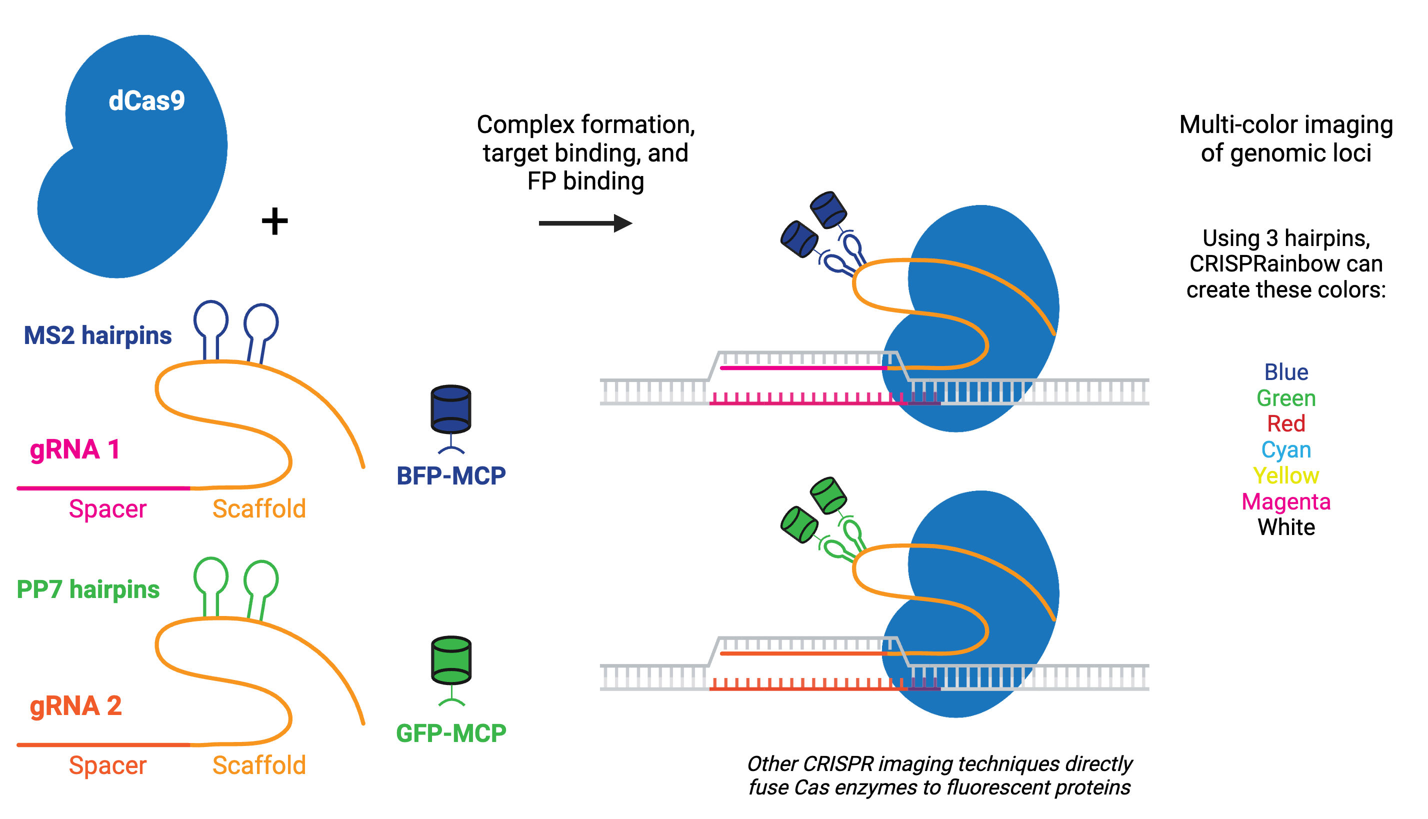 Schematic depicting the molecular process of visualizing genomic loci using fluorophores. Image shows the dCas9 protein binding separately to two different gRNA molecules, both consisting of spacer and scaffold sequences, but one containing two MS2 hairpins and the other contain two PP7 hairpins on their respective scaffold sequences. An arrow indicates formation of two different complexes and binding to their respective DNA target sequences. Two RNA-binding proteins tagged with blue fluorescent protein attach to the two MS2 hairpins in one complex, while two RNA-binding proteins tagged with green fluorescent protein attach to the two PP7 hairpins in the other. Figure also references the CRISPRainbow system can create blue, green, red, cyan, yellow, magenta and white colors by using different combinations of three hairpins.