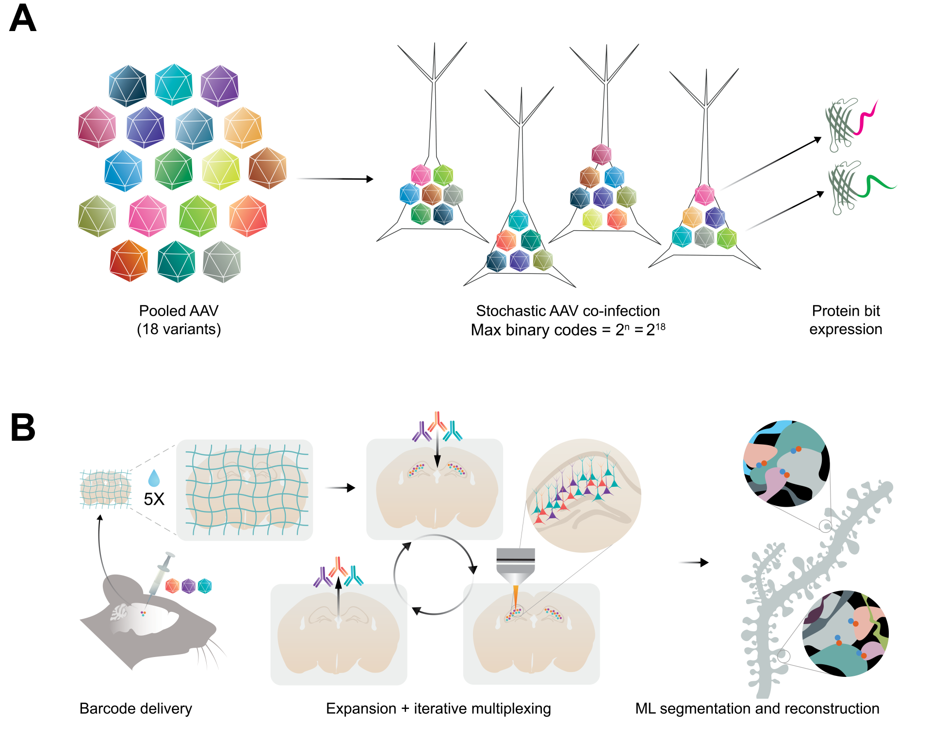 Two cartoon schematics. Part A shows a pool of 18 different-colored AAV variants; upon stochastic co-infection (max binary codes 2^n = 2^18), several neurons contain unique combinations of several AAVs each. Arrows show illustrative protein bit expression from two AAVs yielding marker proteins fused with different tags. Panel B shows the in vivo workflow: a mouse brain is injected with a mixture of AAVs, then the brain is sliced, embedded in a hydrogel matrix, and expanded 5 times in size. After expansion, combinations of antibodies are added in iterative multiplexing, and labeled neurons are imaged under a microscope. Lastly, machine learning segmentation and reconstruction maps an individual neuron and its synapses with other neurons.