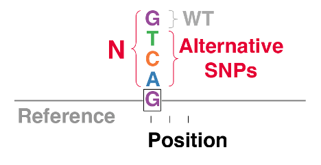 A single G base is displayed on a reference genome sequence. Above the G, the bases A, C, and T are shown as alternative SNPs. G is displayed again at the top as the wild type control. Underneath the reference sequence is the position, with multiple markers along the sequence to indicate this alternative SNP and wild type structure is repeated at each base in the genome.
