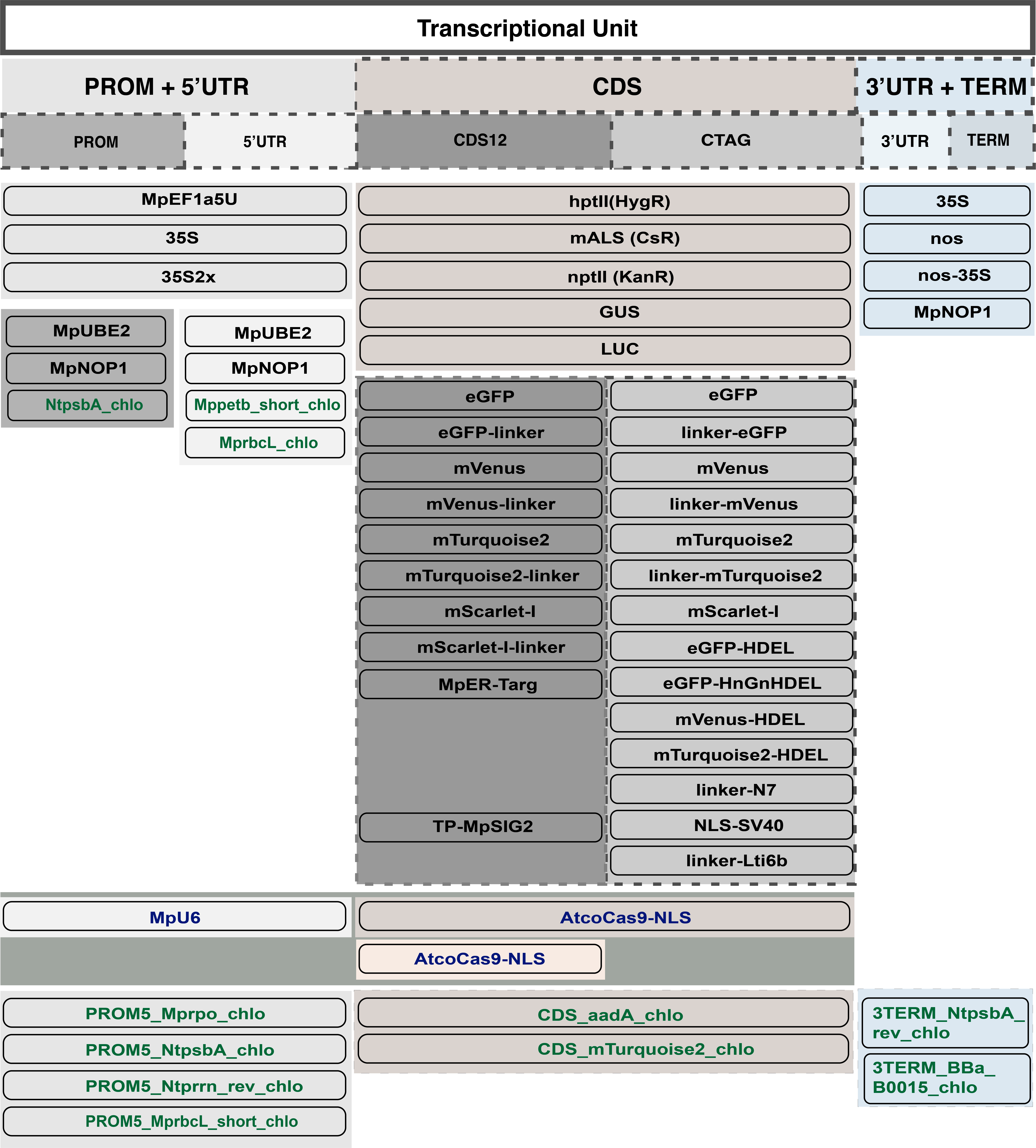 DNA parts are shown under the heading “Transcriptional Unit”, and are further split into three categories: promoter (PROM) plus 5’ UTR, CDS, and 3’ UTR plus terminator (TERM). PROM plus 5’ UTR can be split into individual parts or combined. Combined PROM and 5’ UTR parts include: MpEF1a5U, 35S, 35S2x, MpU6, PROM5_Mprpo_chlo, PROM5_NtpsbA_chlo, PROM5_Ntprrn_rev_chlo, and PROM5_MprbcL_short_chlo. PROM parts include: MpUBE2, MpNOP1, and NtpsbA_chlo. 5’ UTR parts include: MpUBE2, MpNOP1, Mppetb_short_chlo, and MprbcL_chlo. The CDS can be split into individual parts (CDS12 and CTAG) or combined. Combined parts include: hptII(HygR), mALS(CsR), nptII(KanR), GUS, LUC, AtcoCas9-NLS, CDS_aadA_chlo, and CDS_mTurquoise2_chlo. CDS12 parts include: eGFP, eGFP-linker, mVenus, mVenus-linker, mTurquoise2, mTurquoise2-linker, mScarlet-I, mScarlet-I-linker, MpER-Targ, TP-MpSIG2, and AtcoCas9-NLS. CTAG parts include eGFP, linker-eGFP, mVenus, linker-mVenus, mTurquoise2, linker-mTurquoise2, mScarlet-I, eGFP-HDEL, eGFP-HnGnHDEL, mVenus-HDEL, mTurquoise2-HDEL, linker-N7, NLS-SV40, and linker-Lti6b. 3’ UTR and TERM parts include: 35S, nos, nos-35S, MpNOP1, 3TERM_NtpsbA_rev_chlo, and 3TERM_BBa_B0015_chlo.