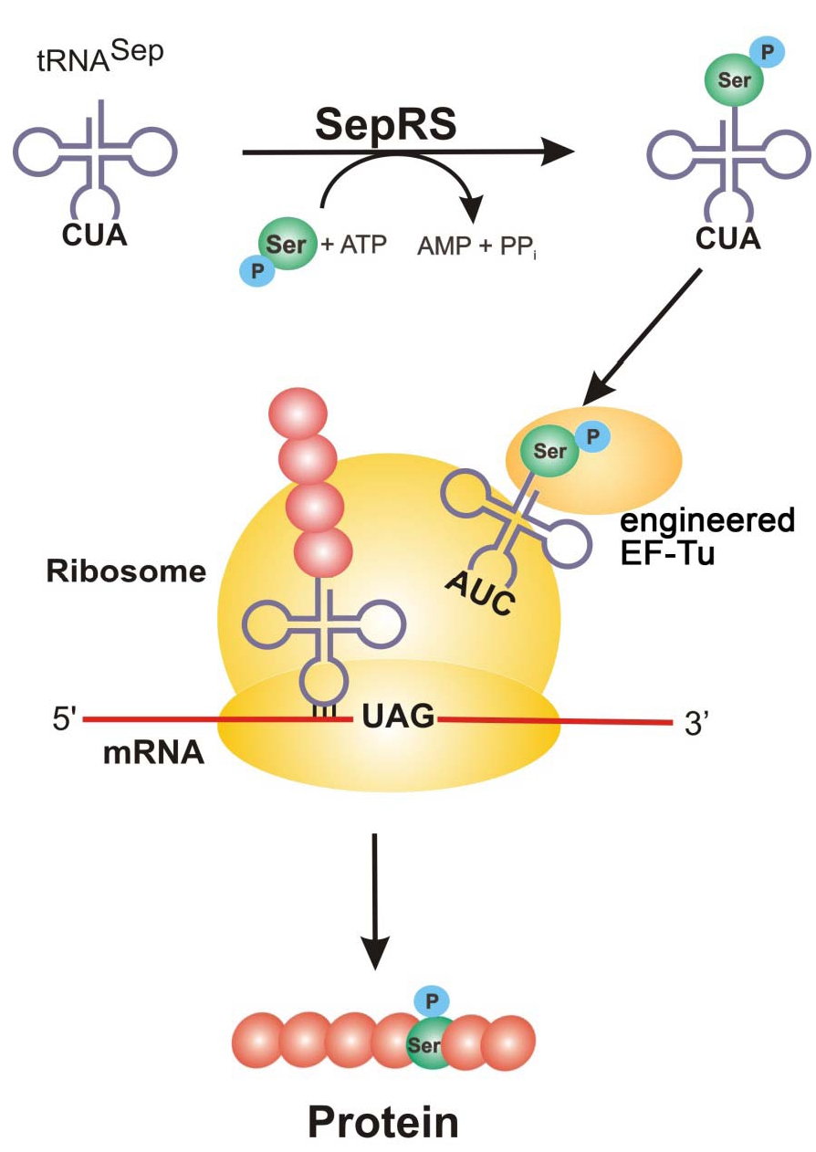 A schematic of the phosphoserine charging and translation of a new phosphorylated protein. Serine transfer RNA with anticodon CUA + phosphoserine + ATP catalyzed by SepRS results in AMP + PPi + the phosphoserine-charged tRNA. Engineered EF-Tu and the phosphoserine-charged tRNA with anticodon AUC come to the ribosome where they recognize UAG and transfer the phosphoserine to the growing polypeptide chain, resulting in an authentically phosphorylated protein.
