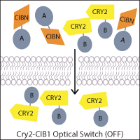 Cartoon of Cry2-CIB1 Optical switch in the OFF state. CIBN fused to protein A and CRY2 fused to protein B are scattered around on one side of a membrane. Only CRY2-B translocates to the other side of the membrane.