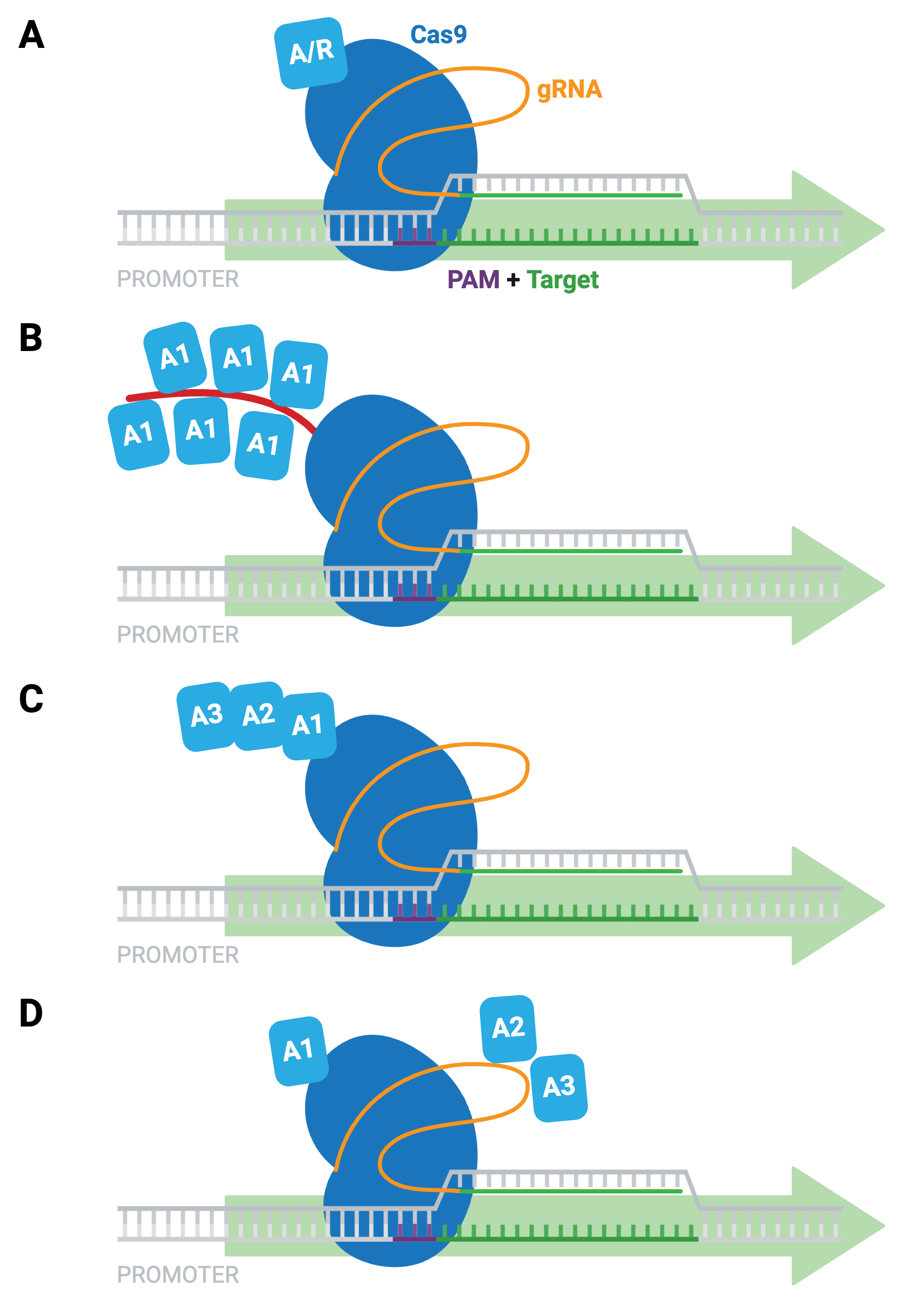 Four panel schematic showing different activation strategies. In panel A, dCas9 enzyme-activator fusion is in complex with the gRNA and binds the PAM sequence and target DNA near a promoter. In Panel B, an epitope-tagged dCas9 binds a repeated array of activator peptides. In Panel C, dCas9 is fused to sequential activation domains. In Panel D, dCas9 is fused to an activator with a gRNA that binds additional activators. In each panel, an arrow pointing to the right indicates active transcription.