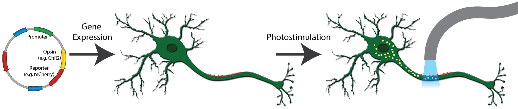 Schematic showing a plasmid inserted into a neuron. The plasmid contains features including an Opsin (ChR2) and a Reporter (mCherry). The neuron's axon is decorated with red dots indicating the channelrhodopsin expression. Upon photostimulation of the opsin by an optical fiber, yellow dots enter the axon and cell body.