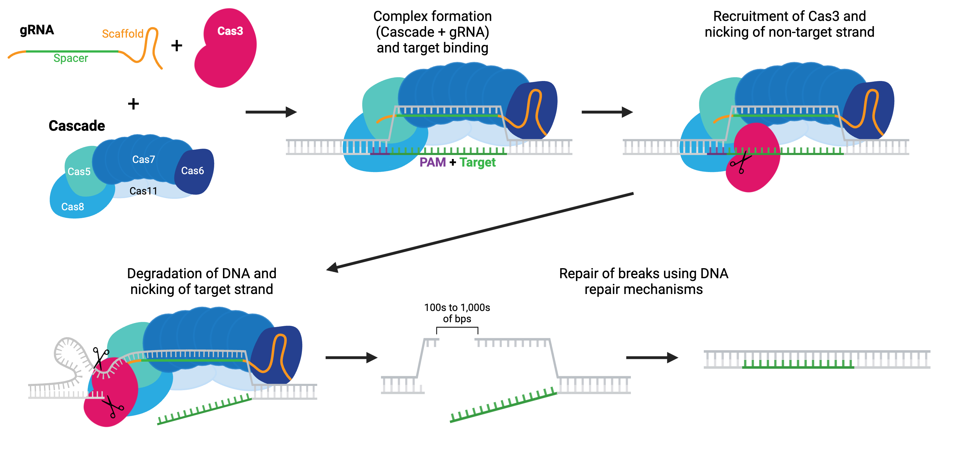 Degradation by Cas3 requires the Cas3, the Cascade complex (see text for details), and a gRNA. The Cascade complex binds to the target sequence using the gRNA and recruits Cas3. Cas3 nicks the non-target strand and begins to unravel and degrade DNA. Breaks are repaired by various DNA repair mechanisms.