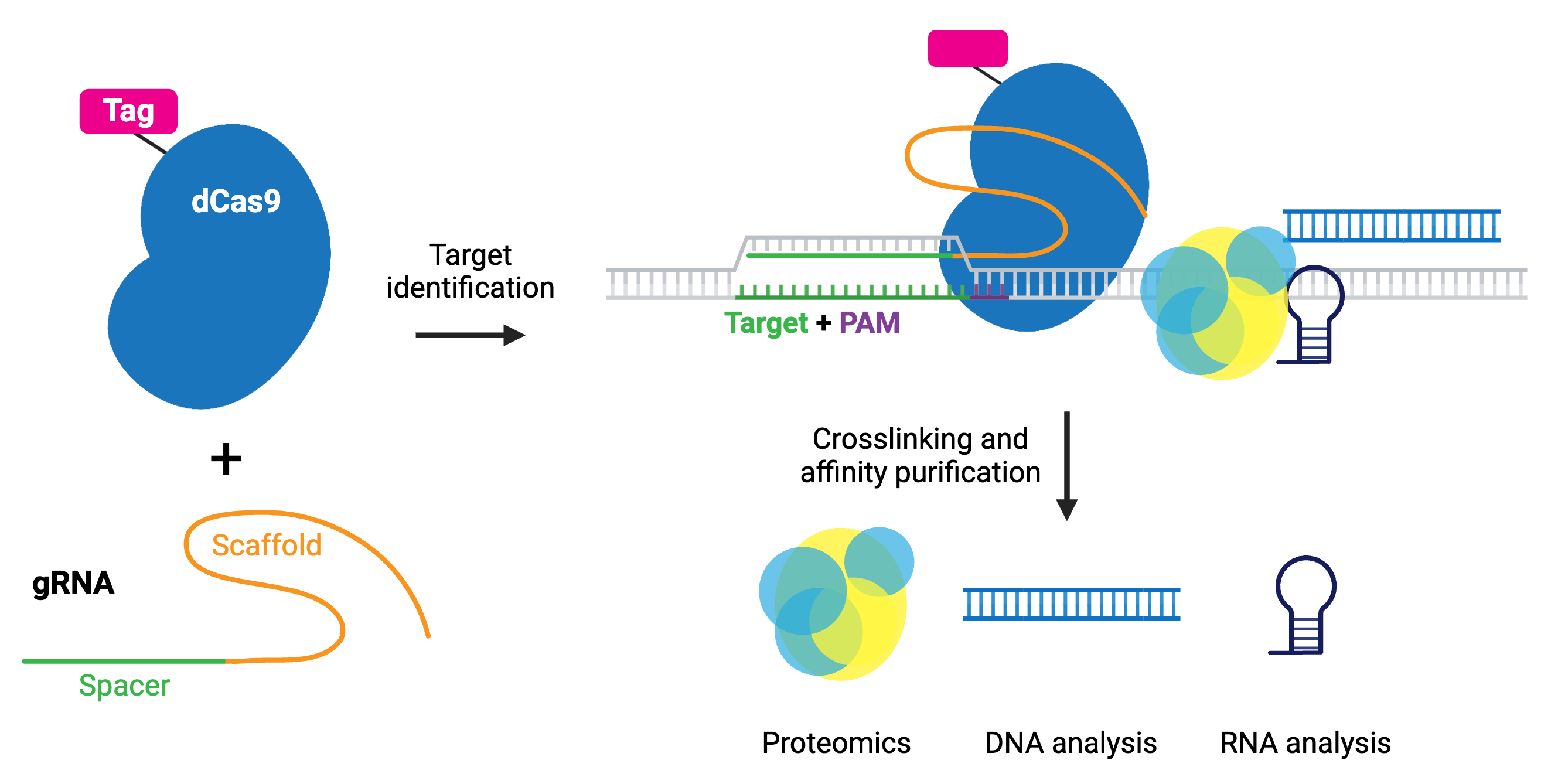 A schematic of purification using dCas9. dCas9, linked to a tag, plus a gRNA composed of a spacer and a scaffold are shown. An arrow representing target identification leads to dCas9 binding to the gRNA and genomic DNA target, with target and PAM labeled, and DNA, bound proteins, and RNA represented by symbols. An arrow representing crosslinking and affinity purification points to symbols representing proteomics, DNA analysis, and RNA as the final steps.
