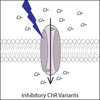 Cartoon of Inhibitory ChR Variants. A protein channel in a cell membrane is illuminated by blue light, allowing Cl- ions to enter the cell.