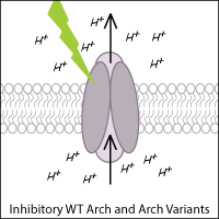Cartoon of Inhibitory WT Arch and Arch Variants. A protein pump in a cell membrane is illuminated by green light, pumping H+ ions out of the cell.