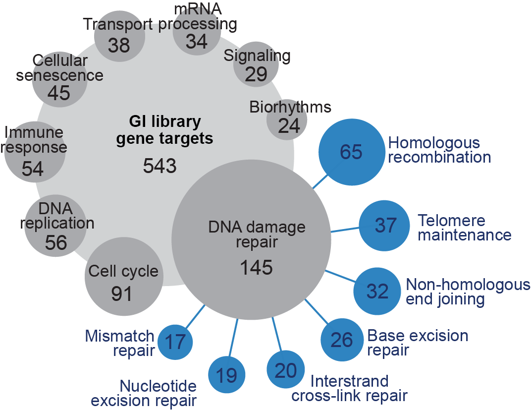 A circle labeled “GI library gene targets 543” with smaller circles overlapping its edge labeled “Cell Cycle 91”, “DNA replication 56”, “Immune response 54”, “Cellular senescence 45”, “Transport 38”, “mRNA processing 34”, “Signaling 29”, and “Biorhythms 24”. An additional larger overlapping circle labeled “DNA damage repair 145” has additional spokes radiating out from it, and these are labeled “Homologous recombination 65”, “Telomere maintenance 37”, “Non-homologous end joining 32”,  “Base excision repair 26”, “Interstrand cross-link repair 22”, “Nucleotide excision repair 19”, and “Mismatch repair 17”.
