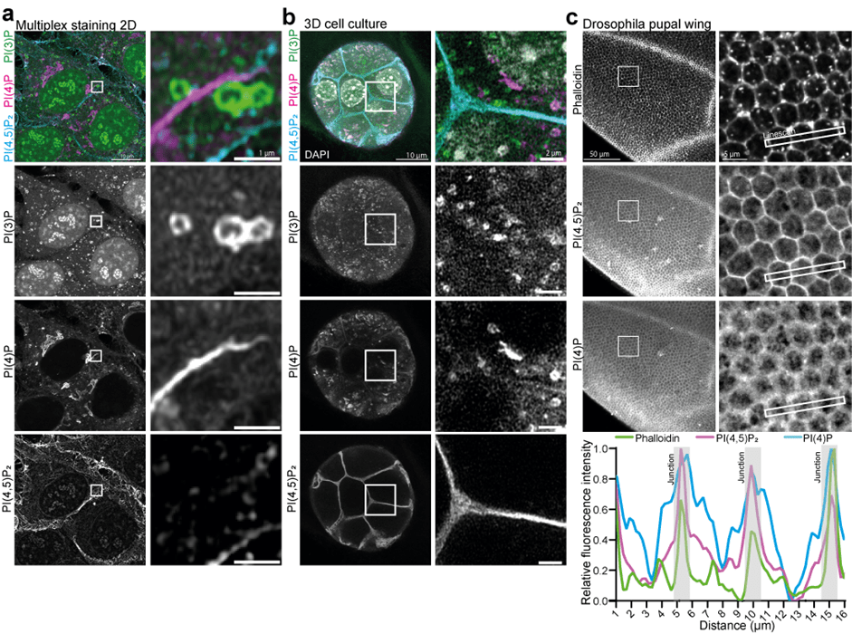 The first two of three panels have 8 staining images. Panel a shows 2D multiplex staining of PI(4,5)P2, PI(4)P, and PI(3)P in images at 10 µm and 1 µm. The individual images are shown as well with PI(4,5)P2 labeling plasma membrane, PI(4)P labeling tubules, and PI(3)P labeling endosomes. Panel b are eight similarly labeled images of 3D cell culture. These images show strong labeling of PI(4,5)P2 at cell-cell junctions. Panel c shows six Drosophila pupal wing images at 50 µm and 5 µm. Phalloidin staining shows the actin cytoskeleton and cellular junctions. PI(4,5)P2 again shows strong labeling of cellular junctions throughout the while tissue and  PI(4)P shows labeling of cellular junctions in a more diffuse pattern. A line graph shows Distance (µm, on a scale from 1-16) versus Relative fluorescence intensity (on a scale from 0.0-1.0). Lines for Phalloidin, PI(4,5)P2, and PI(4)P show spikes at 1, 5.5, 10, and 15.