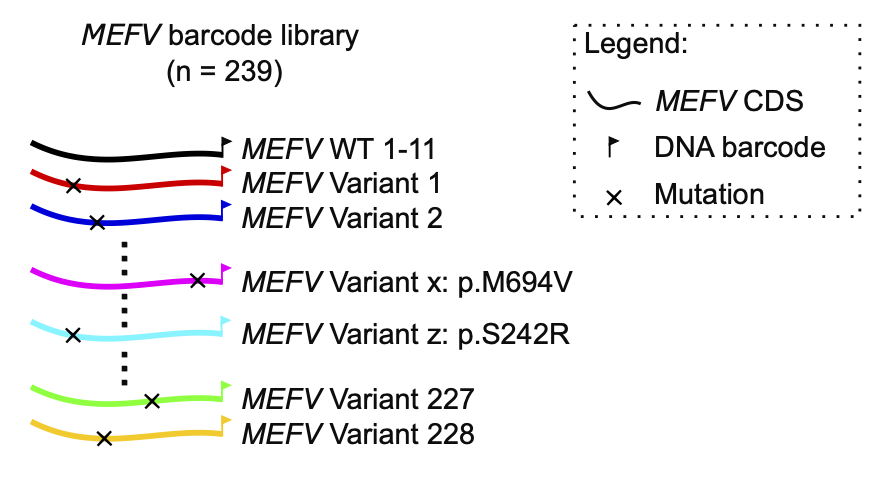 The MEFV barcoded library (n = 239) represented visually using colored lines for the MEFV CDS, a flag icon for the DNA bar code, and an X for the mutation. Examples of variants are shown from top to bottom, with MEFV WT 1 to 11 (no mutation), followed by MEFV variant 1 (mutation near start of CDS) and MEFV variant 2 (mutation slightly downstream of variant 1). Other examples include a variant carrying M694V, another carrying S242R, as well as MEFV variants 227 (mutation near the middle of the coding region) and 228 (mutation slightly upstream of variant 227).