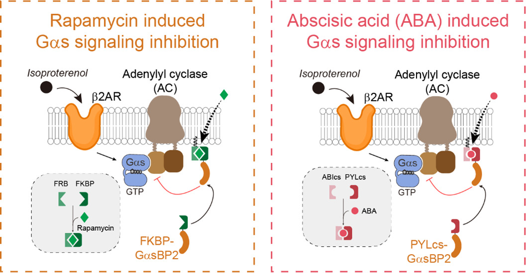 Rapamycin induced Gαs signaling inhibition and Abscisic acid (ABA) induced Gαs signaling inhibition. For rapamycin induced Gαs signaling inhibition, an insert shows when the ligand rapamycin is added in the presence of FRB and FKBP, they bind together. In the presence of the ligand isoproterenol, the transmembrane protein beta2AR activates Gαs/GTP which is bound to the transmembrane protein Adenylyl cyclase (AC). FRB is tethered to the cytosolic side of the plasmids membrane and with FKBP-bound GαsBP2 and in the presence of rapamycin it inhibits Gαs/GTP. Abscisic acid (ABA) induced Gαs signaling inhibition works exactly the same when the ligand ABA is added in the presence of ABIcs and PYLcs.