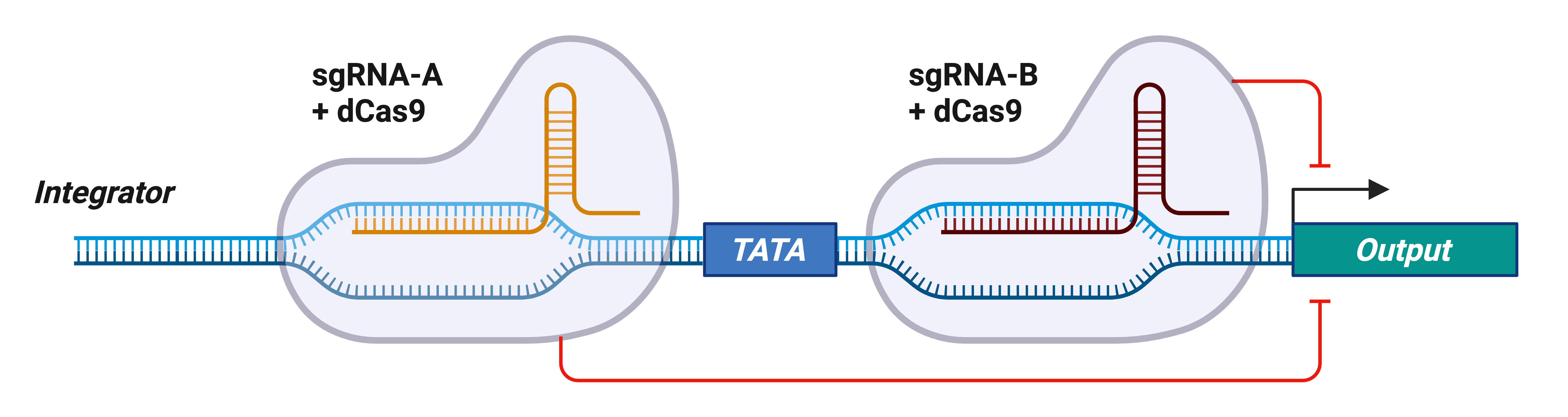 A simple gene circuit showing an integrator with sgRNA-A plus dCas9 and sgRNA-B plus dCas9 binding on either side of a TATA box, both repressing the downstream output.