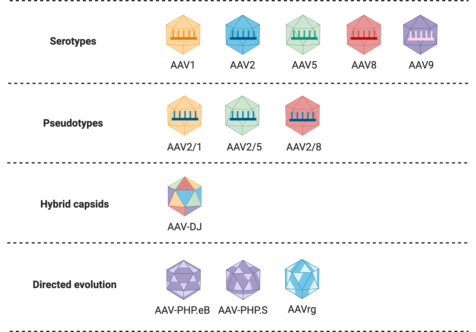 Table containing graphic representation of AAV serotypes, pseudotypes, hybrid capsids, and capsids constructed through directed evolution. In the serotype row, five icosahedral capsids are shown with a single stranded DNA molecule representing their genome in different colors. AAV1 is shown in yellow, AAV2 in blue, AAV5 in green, AAV8 in red, and AAV9 in purple. In the pseudotype row, three icosahedral capsids are shown in yellow, green, and red, with DNA molecules of blue inside representing AAV2/1, AAV2/5 and AAV2/8 pseudotypes, respectively. In the hybrid capsids row, an icosahedral capsid is shown with its triangular facets of multiple colors, and is labeled as AAV-DJ. In the directed evolution row, three icosahedral capsids are shown: two purple and one blue, representing AAV-PHP.eB, AAV-PHP.S, and AAVrg, respectively. Small fragments of each facet of the icosahedrons are shown in a lighter color to represent localized mutations.