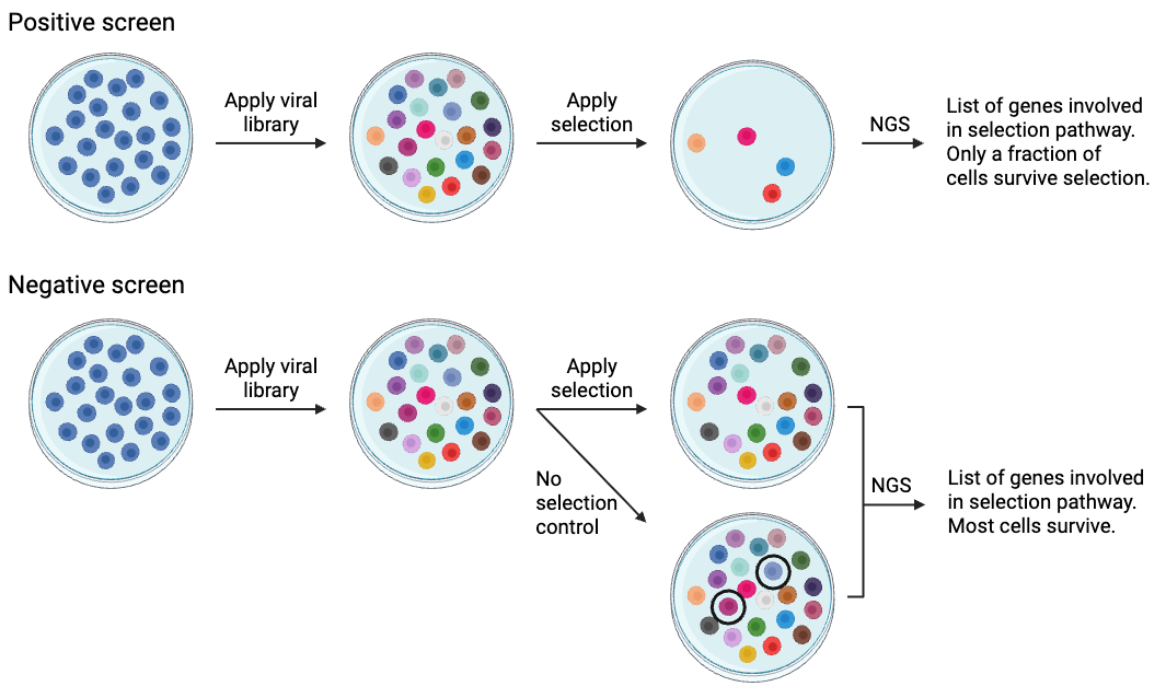 Postive screen workflow is shown at the top, with the negative screen on the bottom. Both screening processes start the same, with a plate full of cells (all colored blue). The first step involves applying the viral library to the cells, represented as the cells all turning different colors. For a positive screen, selection is applied and most cells die, then you use next-generation sequencing (NGS) to identify cells that survived to get a list of genes involved in selection pathway. For a negative screen, you need to apply a selection and also a no selection control, and most cells will survive. You then perform NGS and compare the selection to the no selection to get a list of genes involved in the selection pathway.