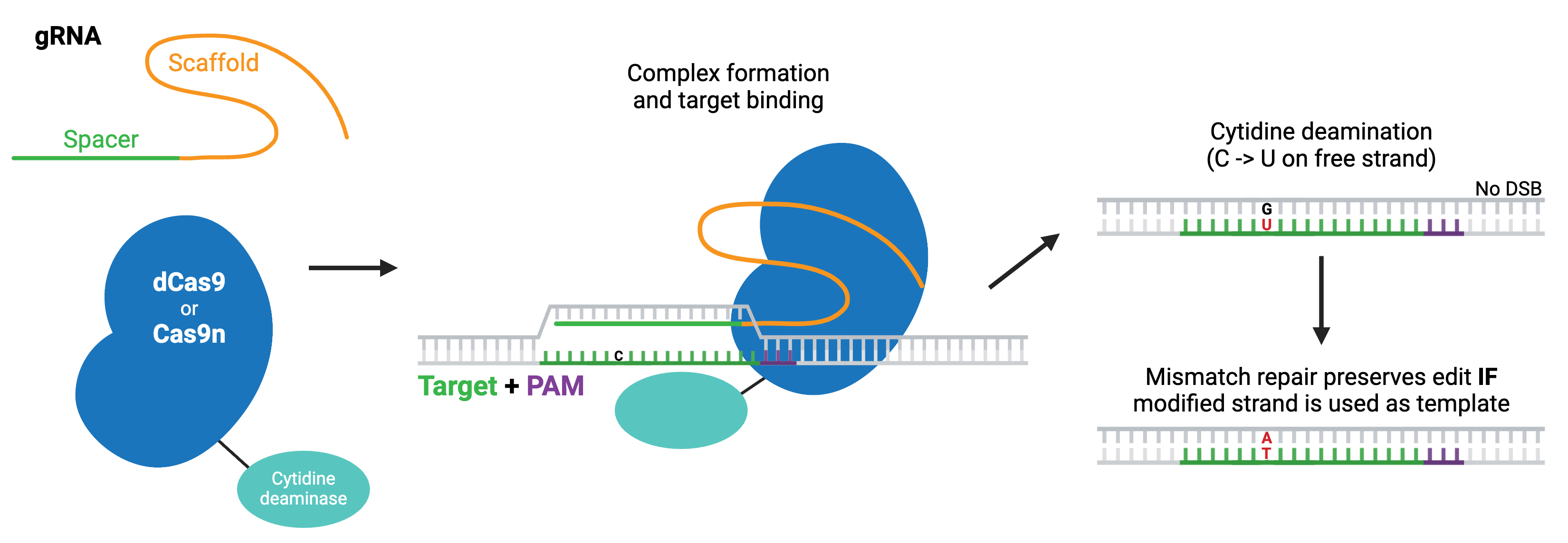 Overview of the base editing molecular process. A gRNA molecule containing the scaffold and spacer sequences binds to a dCas9 protein that is attached to a cytidine deaminase. An arrow represents complex formation and this complex binding to the target sequence of DNA next to a PAM motif which separates the DNA double helix. Another arrow indicates the process of deamination performed on a cytidine on the free DNA strand turning it into a uracil. Mismatch is later applied to the other strand by the cell's DNA repair mechanism.