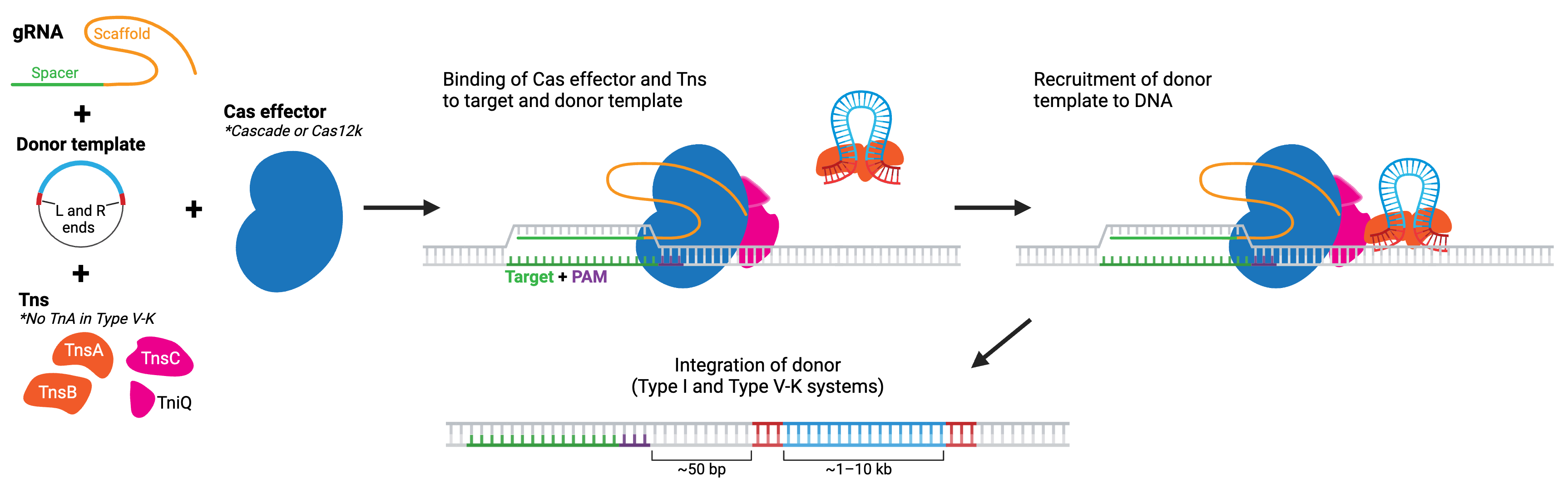 Schematic showing the components of CRISPR transposase activity: gRNA, donor template with left and right transposon ends, and transposase components TnsA, TnsB, TnsC and TniQ (note: there is no TnsA in Type V systems). The Cas effector, gRNA, and Tns form a complex at the target site. The transposase excises the donor sequence flanked by transposon ends and inserts it ~50 bp downstream of the target site. 