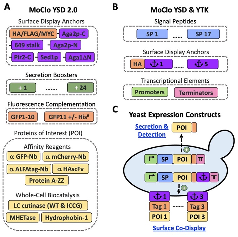 Panel A: MoClo YSD 2.0 surface display anchors include HA, FLAG, or MYC tagged to Aga2p-C, 649 stalk, Aga2p-N, Pir2-C, Sed1p, or Aga1 delta N. Secretion boosters go from plus one to plus 24. Fluorescence complementation includes GFP1-10 and GFP11 plus or minus His6. POIs (protein of interest) for affinity reagents include anti-GFP-Nb, anti-mCherry-Nb, anti-ALFAtag-Nb, anti-HAscFV, and protein A-ZZ. POIs for whole-cell biocatalysis include LC cutinase (WT and ICCG), MHETase, and hydrophobin-1. Panel B: MoClo YSD and YTK signal peptides include SP (signal peptides) 1 to SP 17. Surface display anchors include HA-tagged anchor one to anchor five. Transcriptional elements include various promoters and terminators. Panel C: Yeast expression constructs using components from all three kits. A cartoon yeast cell includes a construct for secretion and detection and one for surface co-display. The secretion and detection construct includes a promoter, a signal peptide, a POI, a tag, and a terminator. The surface co-display construct includes a promoter, a signal peptide, a POI, a tag, a surface display anchor, and a terminator. When these constructs are expressed, they are either secreted or anchored to the cell membrane.