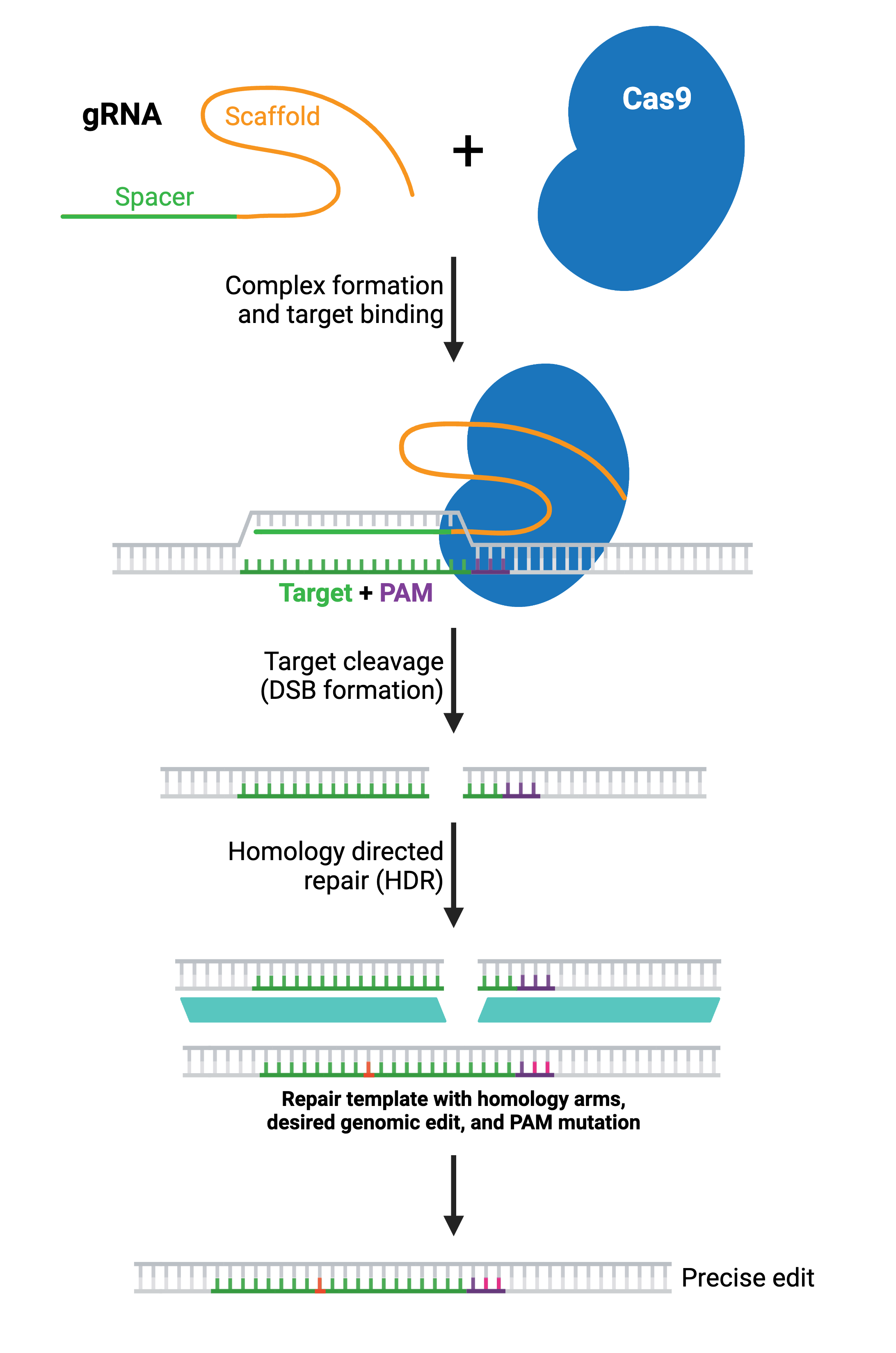 A schematic of HDR. A gRNA containing a spacer and a scaffold forms a complex with Cas9 and binds to a target at the PAM site. The target is cleaved and a DSB is formed. HDR occurs using a repair template with homology arms, desired genomic edit, and PAM mutation. These steps lead to a precise edit.