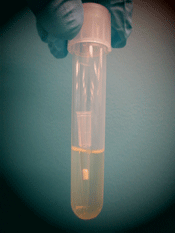 A plastic tube containing about 2 milliliters of LB and a pipette tip. LB is clear.