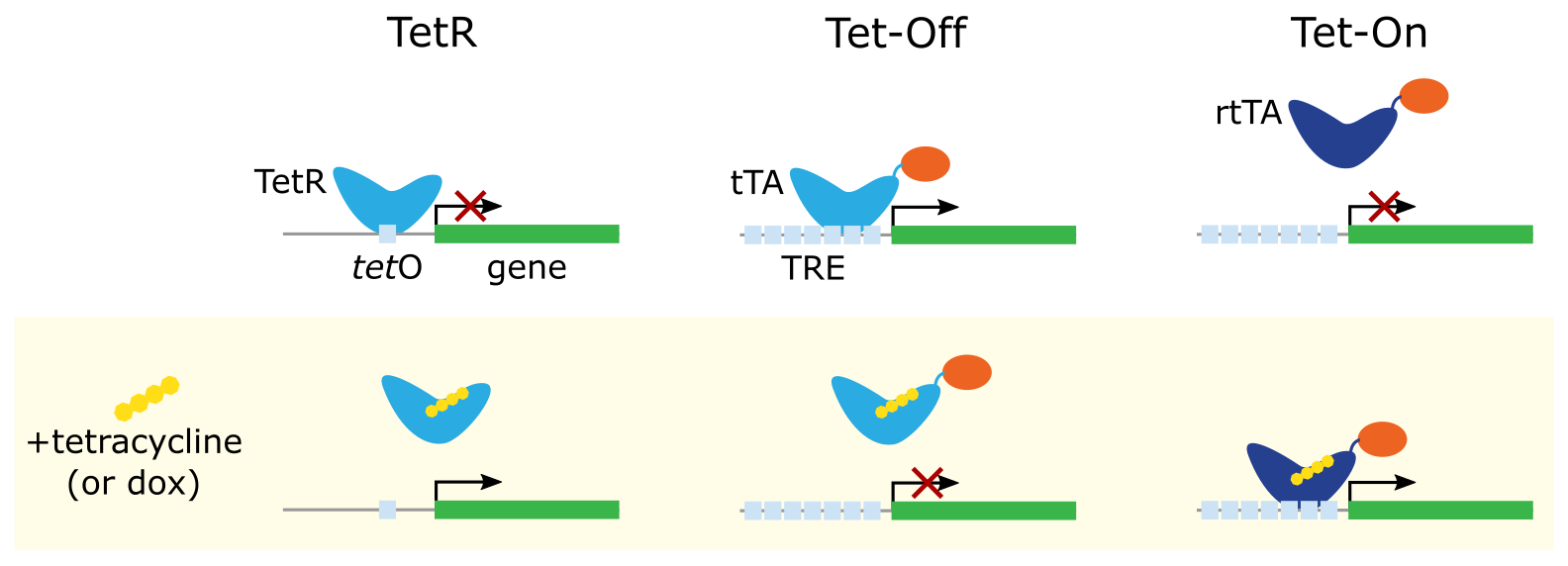 A series of schematics, each with one illustration of the system without tetracycline (or dox) and one with tetracycline present. Left (TetR): without tetracycline, the TetR protein binds to DNA at the tetO site and transcription of the downstream gene is blocked; with tetracycline bound, TetR releases from the DNA and transcription occurs. Center (Tet-Off): without tetracycline, the tTA binds to DNA at the TRE and enhances transcription of the downstream gene; with tetracycline bound, tTA releases from the TRE and transcription halts. Right (Tet-On): without tetracycline, the rtTA does not bind to the TRE and transcription halts; with tetracycline bound, rtTA binds the TRE and enhances transcription of the downstream gene.