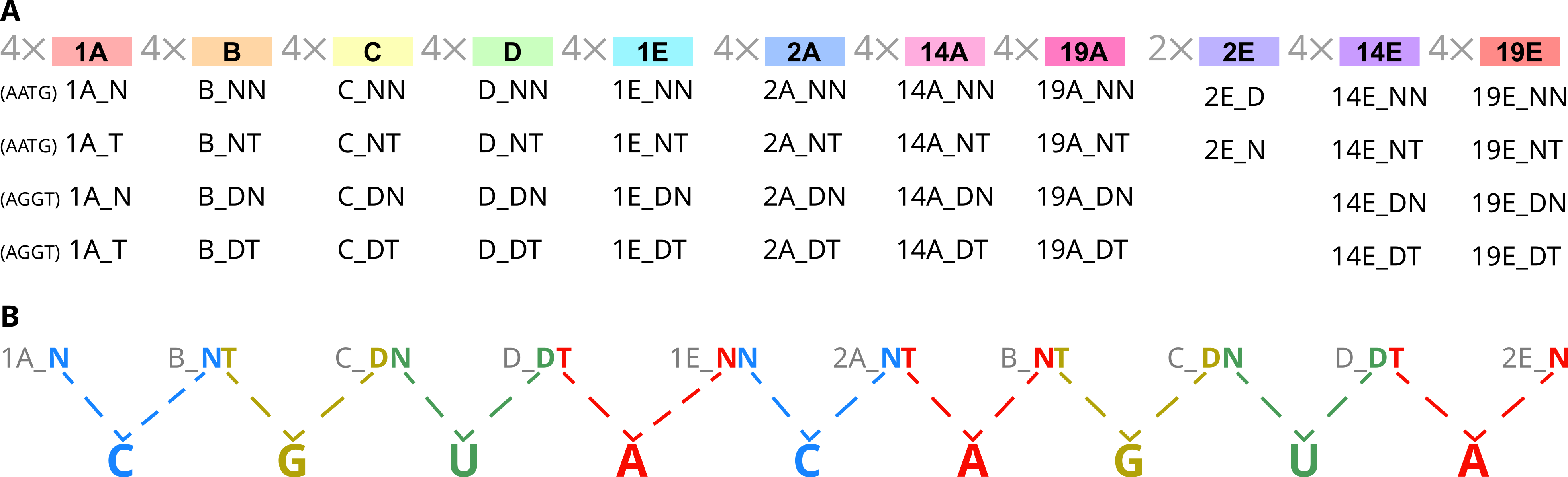 Panel A explains the naming. 4x1A: (AATG) 1A_N, (AATG) 1A_T, (AGGT) 1A_N, (AGGT) 1A_T. 4xB: B_NN, B_NT, B_DN, B_DT. Parts C, D, 1E, 2A, 14A, 19A, 14E, and 19E follow this same pattern. 2x2E: 2E_D, 2E_N. Panel B uses the code in Figure 1 Panel B, to show an example arrangement: 1A_N, B_NT, C_DN, D_DT, 1E_NN, 2A_NT, B_NT, C_DN, D_DT, 2E_N decoded to C, G, U, A, C, A, G, U, A.
