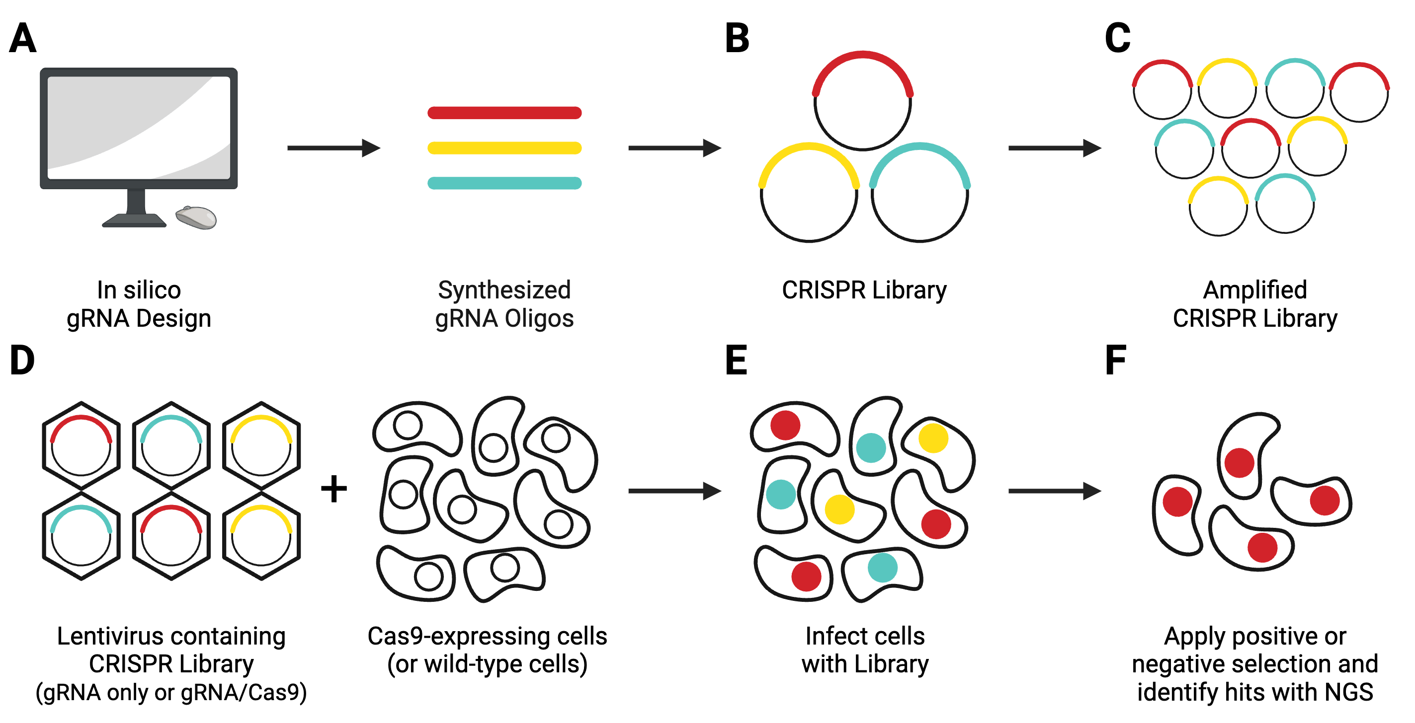 Graphic showing the workflow of creating and using a pooled lentiviral library. Step A demonstrates in silco gRNA design and synthesizing the oligos. Steps B and C show circular plasmids with inserts representing the created CRISPR library and amplified CRISPR library. Step D shows the components needed for a library screen- lentivirus containing the CRISPR library, which can contain only the gRNA, or both gRNA and Cas9, and Cas9-expressing or wildtype cells. Step E shows the cell population infected by the lentiviral library. Step F shows the results of the positive or negative selection- a population of cells with hits that will be verified with next-generation sequencing.
