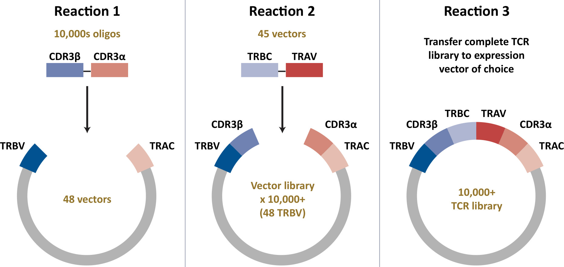 Schematic of three Golden Gate reactions. The first reaction links pooled CDR3α/β-containing oligos to the TRBV-TRAC-containing αβ TCR libraries resulting in 48 vectors. The second reaction uses this product and links to 45 TRBC-TRAV vectors. This yields a complete TCR library that can be transferred to an expression vector of choice in a third reaction.