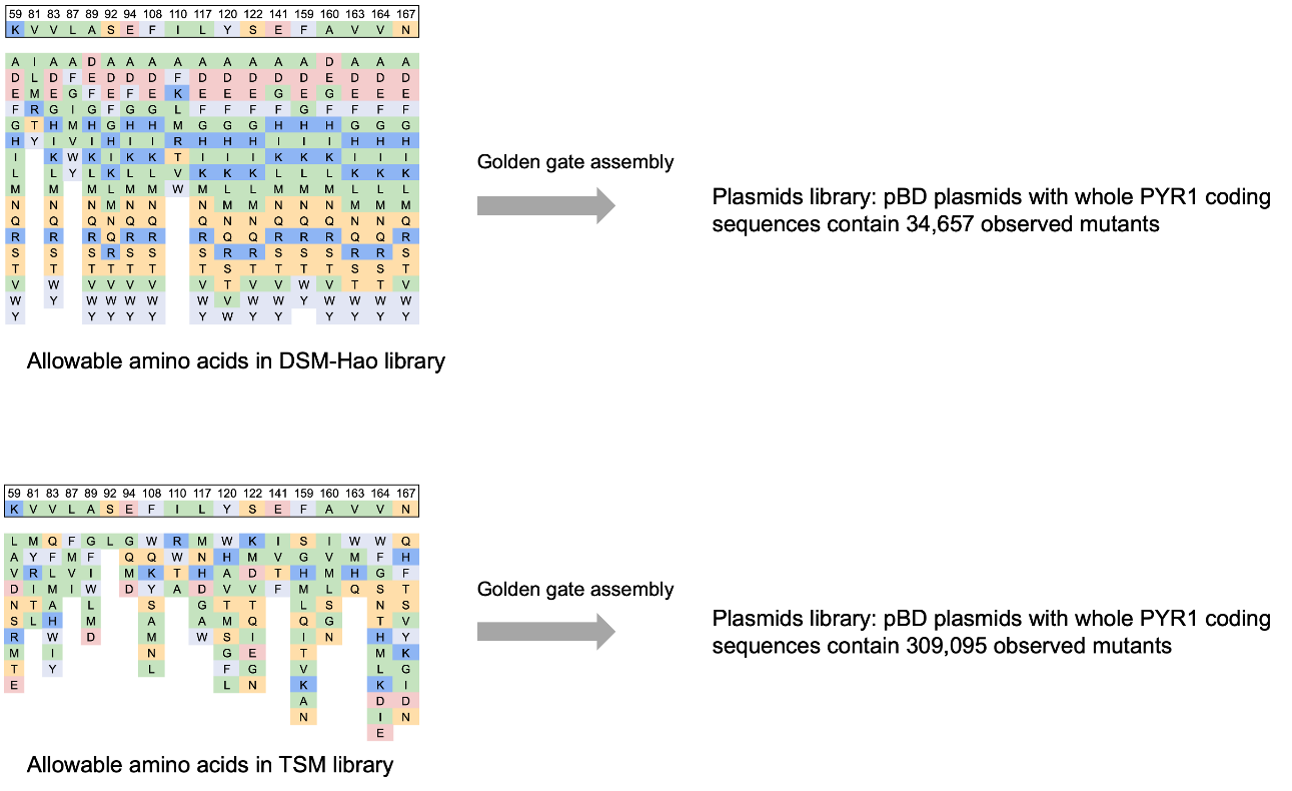 Tables of the allowable amino acids in the DSM-Hao and TSM libraries at K59, V81, V83, L87, A89, S92, E94, F108, I110, L117, Y120, S122, E141, F159, A160, V163, V164, and N167. An arrow labeled Golden Gate assembly leads to Plasmids library: pBD plasmids with whole PYR1 coding sequences containing 34,657 and 309,095 observed mutants, respectively.