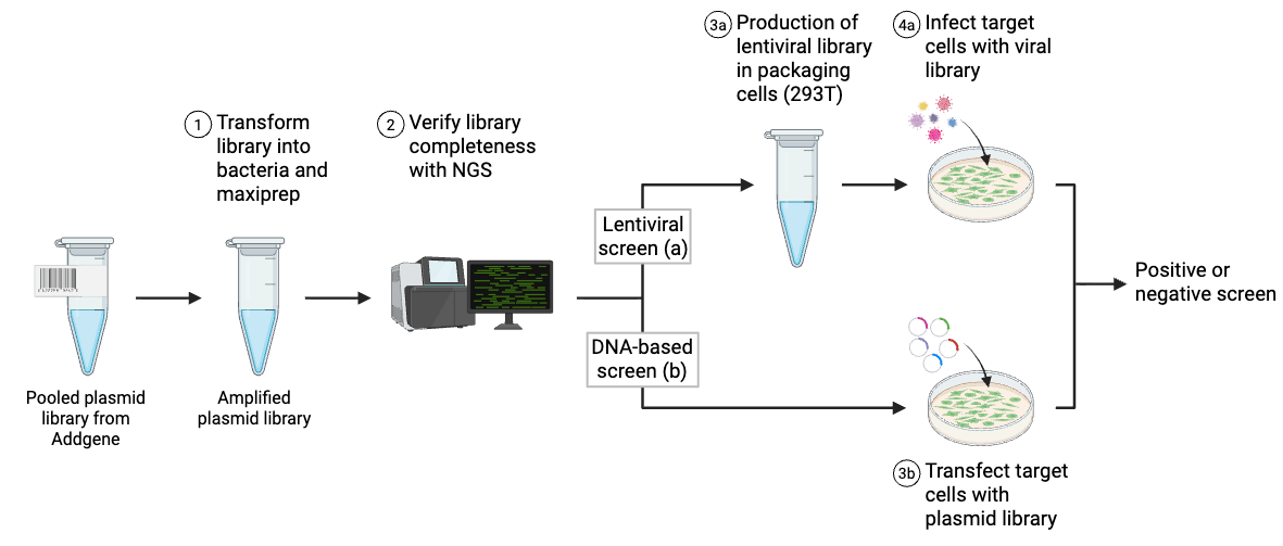 The process starts with receiving a pooled library from Addgene in a microcentrifuge tube. You then transform the library into bacteria for amplification and maxiprep Now you have an amplified plasmid library and must verify the library completeness with next-generation sequencing. Here the process diverges into lentiviral or DNA-based screens. For lentiviral screens, you product lentiviral library particles in production cells (293T) and harvest the virus. Once you have a lentiviral library, you infect target cells with the viral library and perform a positive or negative screen. For a DNA-based library, you transfect the target cells with the plasmid library and perform either a positive or negative screen.