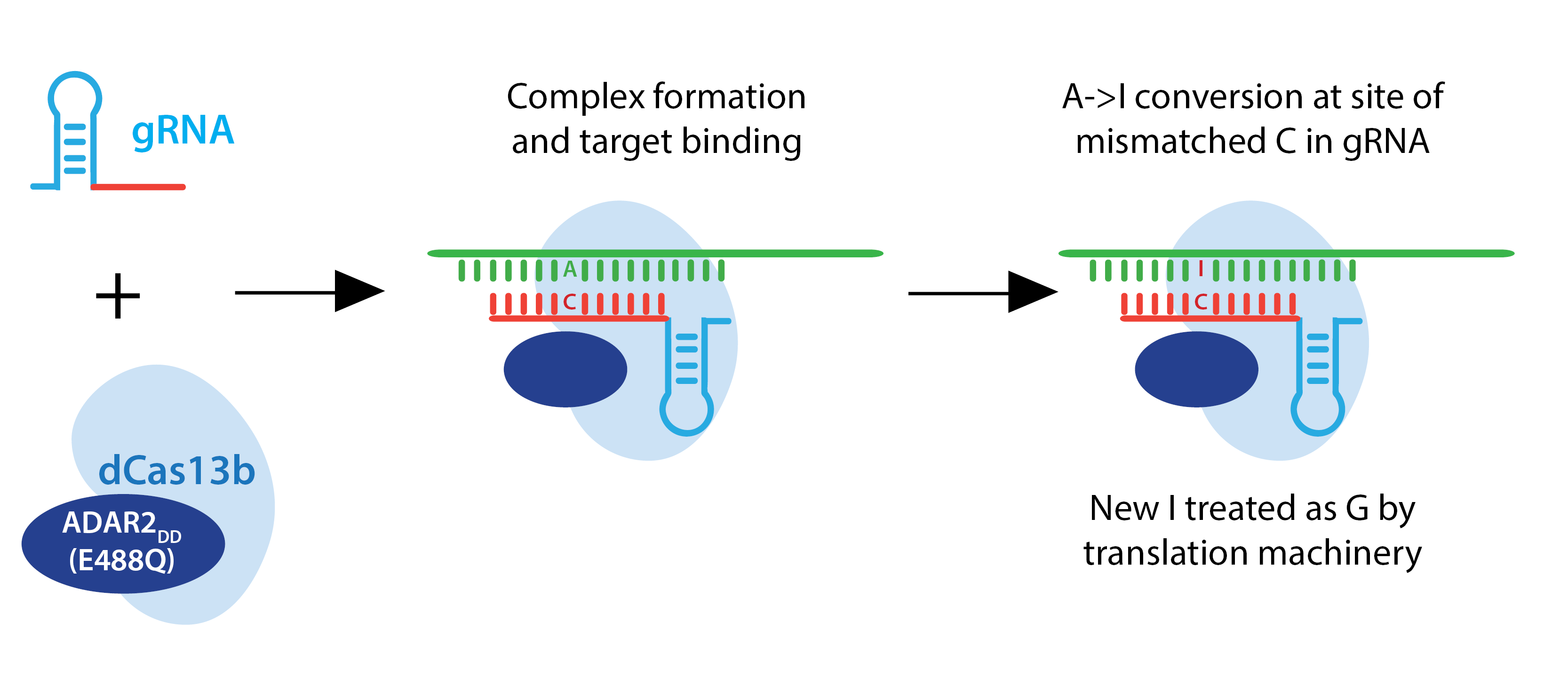 The schematic shows gRNA, with a loop formed and dCas13b bound to ADAR2do (E488Q), forming a complex and binding to single-stranded RNA. An A to I conversion happens at the site of mismatched C in gRNA, with a C-I pair shown. The new I is treated as G by the translation machinery. 
