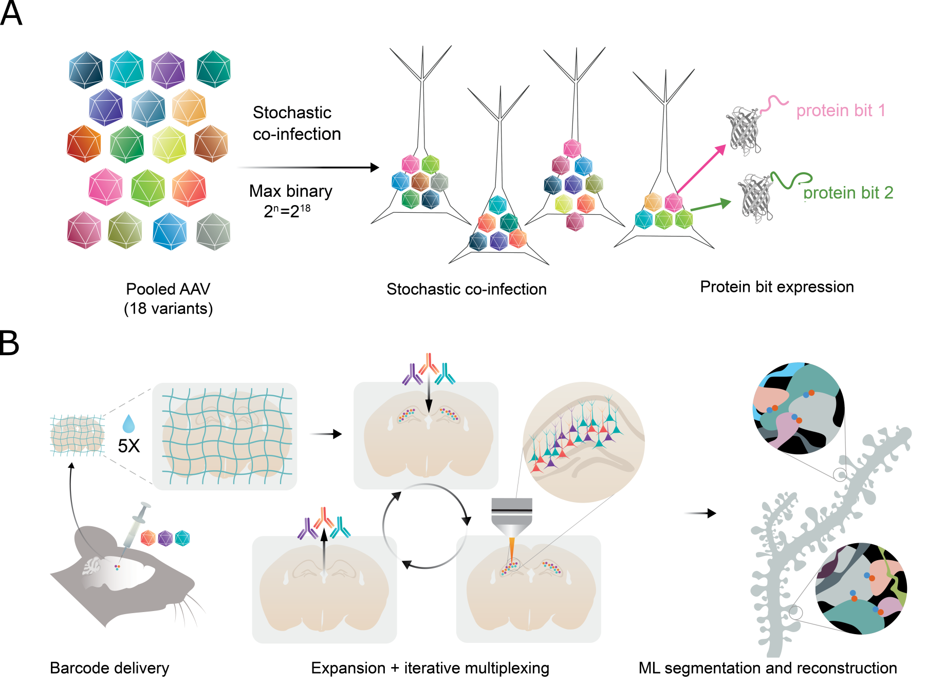 Two cartoon schematics. Part A shows a pool of 18 different colored AAV; upon stochastic co-infection (max binary 2^n = 2^18), several neurons each contain unique combinations of several AAVs. Arrows show illustrative protein bit expression from two AAVs: marker proteins fused with "protein bit 1" or "protein bit 2". Panel B shows the in vivo workflow: a mouse brain is injected with a mixture of AAVs, then the brain is sliced, embedded in a hydrogel matrix, and expanded 5 times in size. After expansion, combinations of antibodies are added in iterative multiplexing, and labeled neurons are imaged under a microscope. Lastly, machine learning segmentation and reconstruction maps an individual neuron and its synapses with other neurons.
