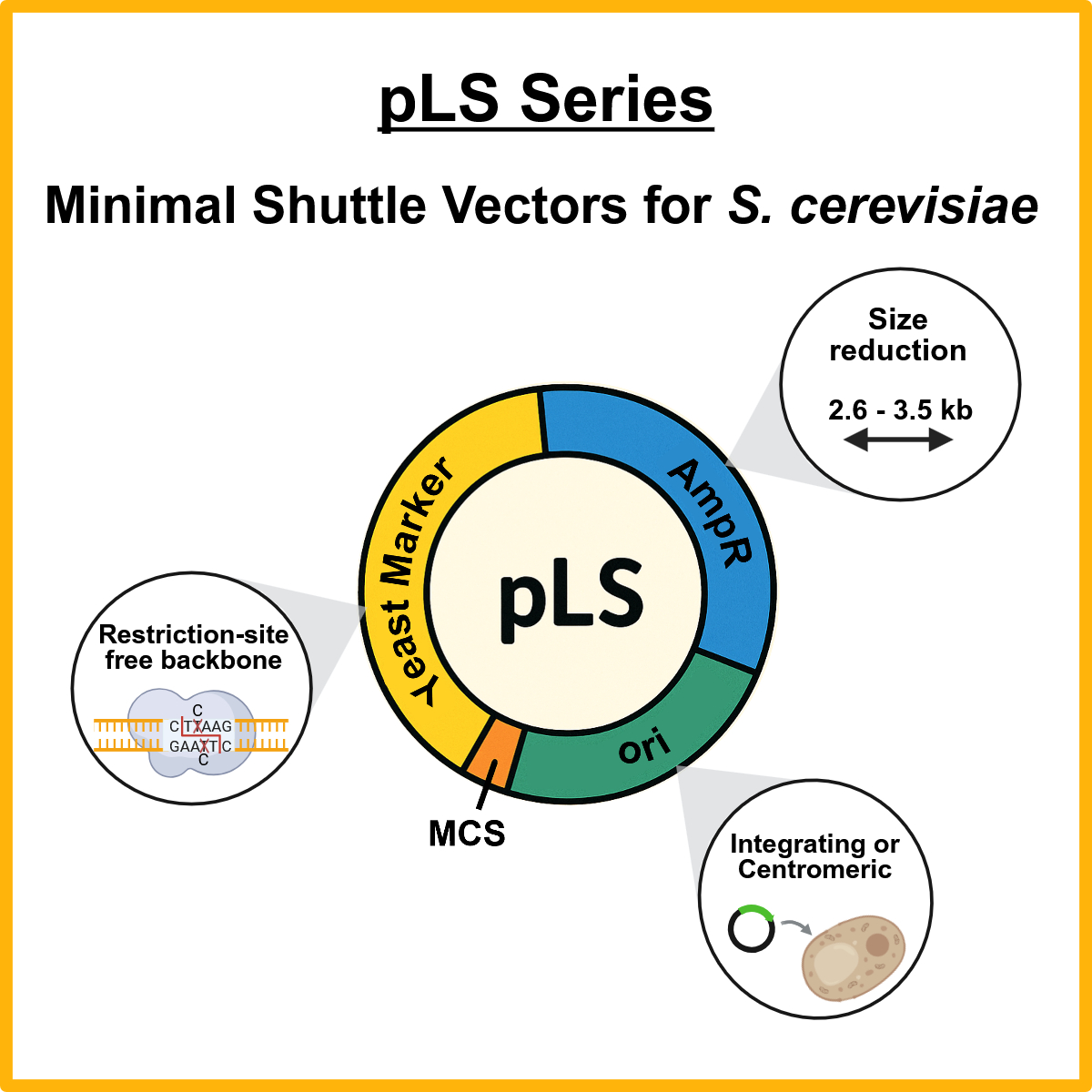 Schematic representation of a minimal shuttle vector in the pLS Series for Saccharomyces cerevisiae. Plasmid is composed of four regions: a yeast marker, an ampicillin resistance gene, an ori, and an MCS. Three different arrows point at zoom in features of the plasmid, namely: restriction site-free backbone, size reduction from 2.6 to 3.5 kb, and integrating or centromeric plasmids.
