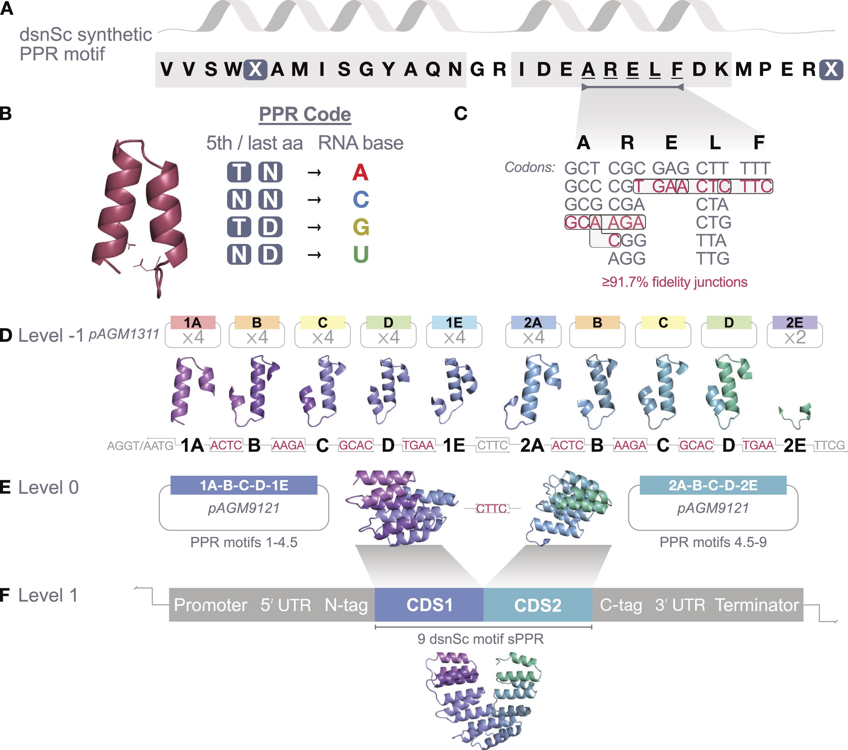 Panel A is a dsnSc synthetic PPR protein motif showing two helices representing the highlighted amino acid sequences. The sequence starts with the highlighted VVSWXAMISGYAQN, GR, highlighted IDEARELFDK, and finally MPERX. The X’s are emphasized. Panel B describes the PPR code, which the X's represent. The PPR Code is: TN=Adenosine, NN=Cytidine, TD=Guanosine, or ND=Uridine. Panel C shows the possible codons for the ARELF sequence located in the second helix. A has four possible codons with GCA in color. R has 6 possible codons with the T in CGT and AGA and the C in CGG in color. E has two possible codons with both the GA of GAA and the last A of GAA in color. L has six possible codons with both the CT of CTC and the last C of CTC in color. F has two possible codons with the TTC in color. The colored bases represent 91.7% fidelity junctions used in Golden Gate assembly by GRASP. Panel D depicts the Level-1 parts cloned in pAGM1311 (1Ax4, Bx4, Cx4, Dx4, 1Ex4 or 2Ax4, B, C, D, 2Ex2). The overhangs are listed between parts: AGGT/AATG 1A, ACTC, B, AAGA, C, GCAC, D, TGAA, 1E, CTTC, 2A, ACTC, B, AAGA, C, GCAC, D, TGAA, 2E, TTCG. The overhangs between continuous parts are in color. Panel E shows the two Level 0 constructs cloned into pAGM9121. On the left the construct contains 1A-B-C-D-1E representing PPR motifs 1-4.5 and on the right the construct contains 2A-B-C-D-2E representing PPR motifs 4.5-9. The overhang between them, CTTC, is in color. Panel F shows the Level 1 construct made up of Promoter, 5’UTR, N-tag, CDS1, CDS2, C-tag, 3’UTR, and Terminator. The CDS1 and CDS2 make up the 9 dsnSc motif sPPR.