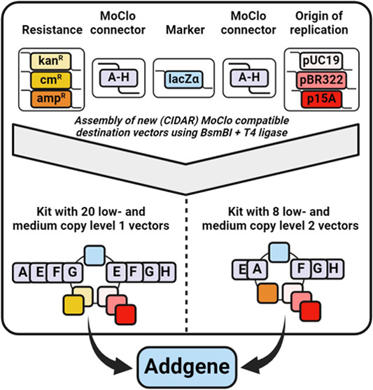 The kit is composed of Resistance (kan, cm, amp), MoClo connector (A–H), Marker (lacZalpha), MoClo connector (A–H), and Origin of replication (pUC19, pBR322, p15A) parts. The assembly of new CIDAR MoClo compatible destination vectors using BsmBI + T4 ligase results in the two groups of plasmids deposited at Addgene. One group with 20 low- and medium-copy level 1 vectors (one of the three origins of replication; resistance of either kan or cm; A, E, F, G; lacZalpha marker; and E, F, G, H; ) and another group with 8 low- and medium-copy level 2 vectors (one of the three origins of replication; amp resistance; E, A; lacZalpha marker; and F, G, H).