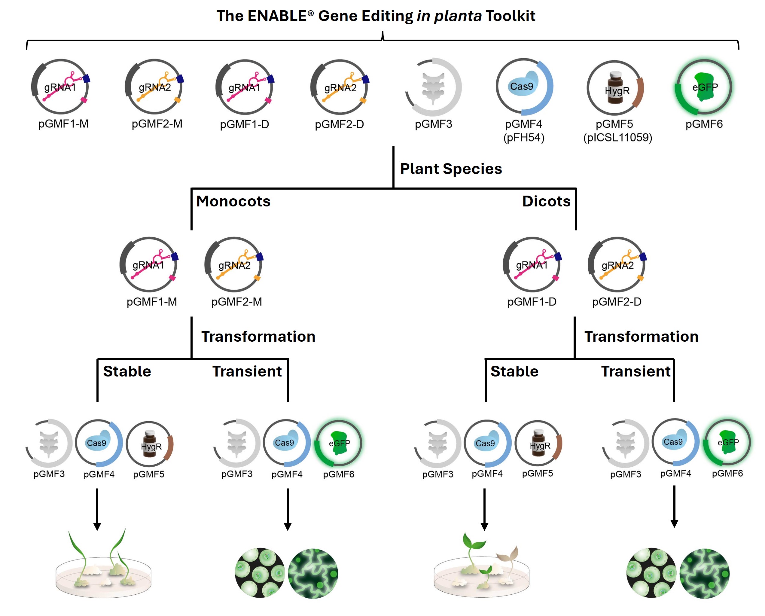 The schematic is shown as a vertical branching tree diagram with four levels. The top level shows the eight plasmids in the ENABLE gene editing in plant toolkit: pGMF1-M containing gRNA1, pGMF2-M containing gRNA2, pGMF1-D containing gRNA1, pGMF2-D containing gRNA2, pGMF3 (plasmid backbone), pGMF4 (pFH54) containing Cas9, pGMF5 (pICSL11059) containing hygromycin resistance, and pGMF6 containing eGFP. The second layer branches into plant species, with monocots to the left and dicots to the right. The monocots branch contains pGMF1-M and pGMF2-M, with gRNAs 1 and 2, respectively. The dicots branch contains pGMF1-D and pGMF2-D, with gRNAs 1 and 2, respectively. For the third level, monocot and dicot each split based on transformation type, with stable on the left and transient on the right. The stable branch for both monocot and dicot contains pGMF3, pGMF4, and pGMF5. The transient branch for both monocot and dicot contains pGMF3, pGMF4, and pGMF6. The fourth branch layer shows cartoon schematics of the outcome, with the stable transformation branches showing plants sprouting in a petri dish, and the transient showing cells fluorescing under a microscope.